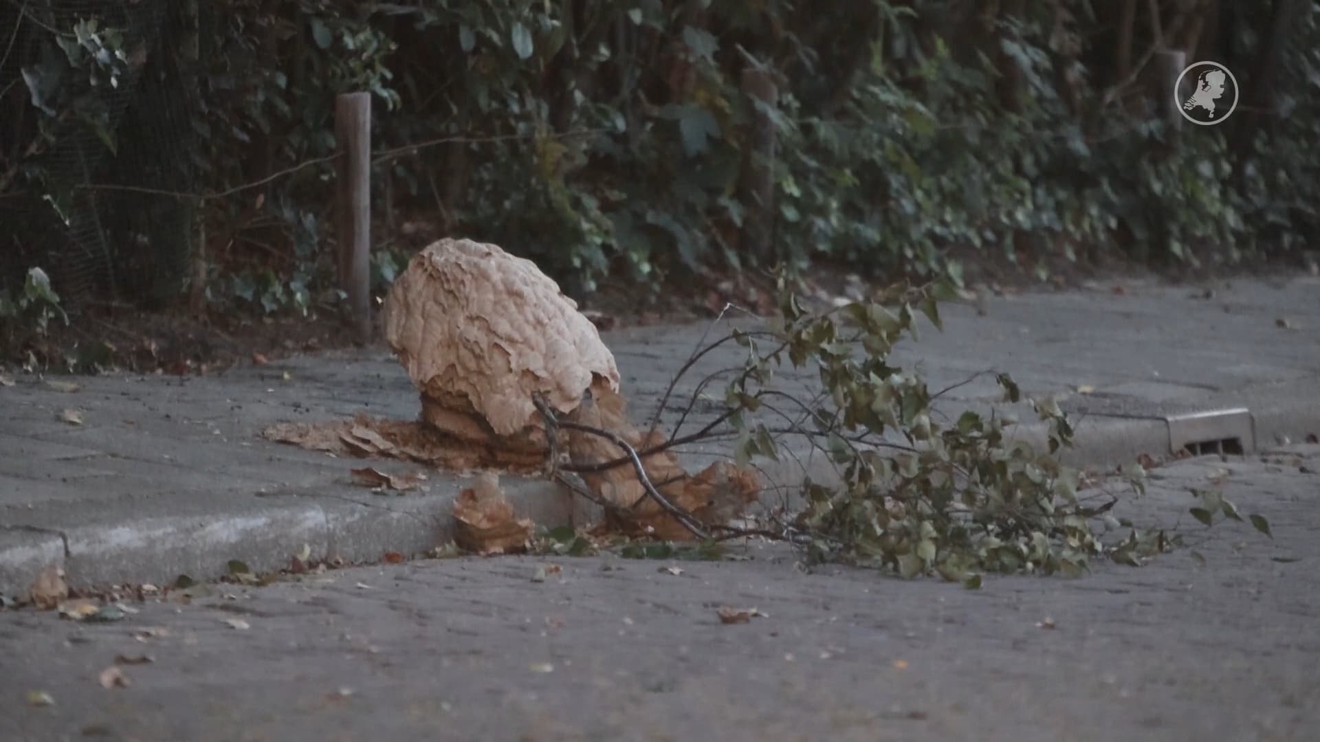 Nest Aziatische hoornaars valt op stoep in Den Bosch: Kan een kind  doodsteken | Hart van Nederland