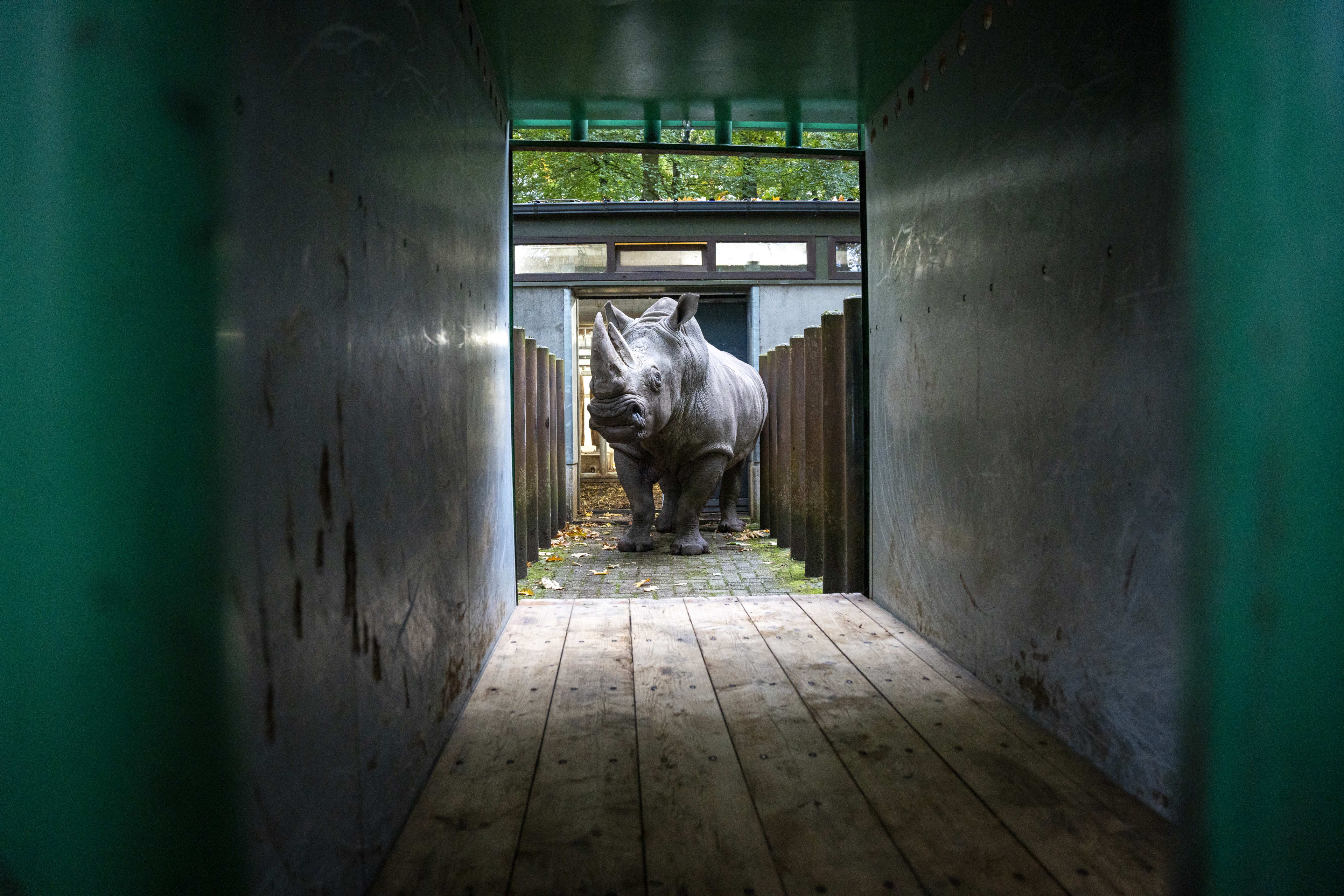 Vruchtbare neushoorn verhuist van Burgers' Zoo naar België: 'Moet voor nageslacht gaan zorgen'