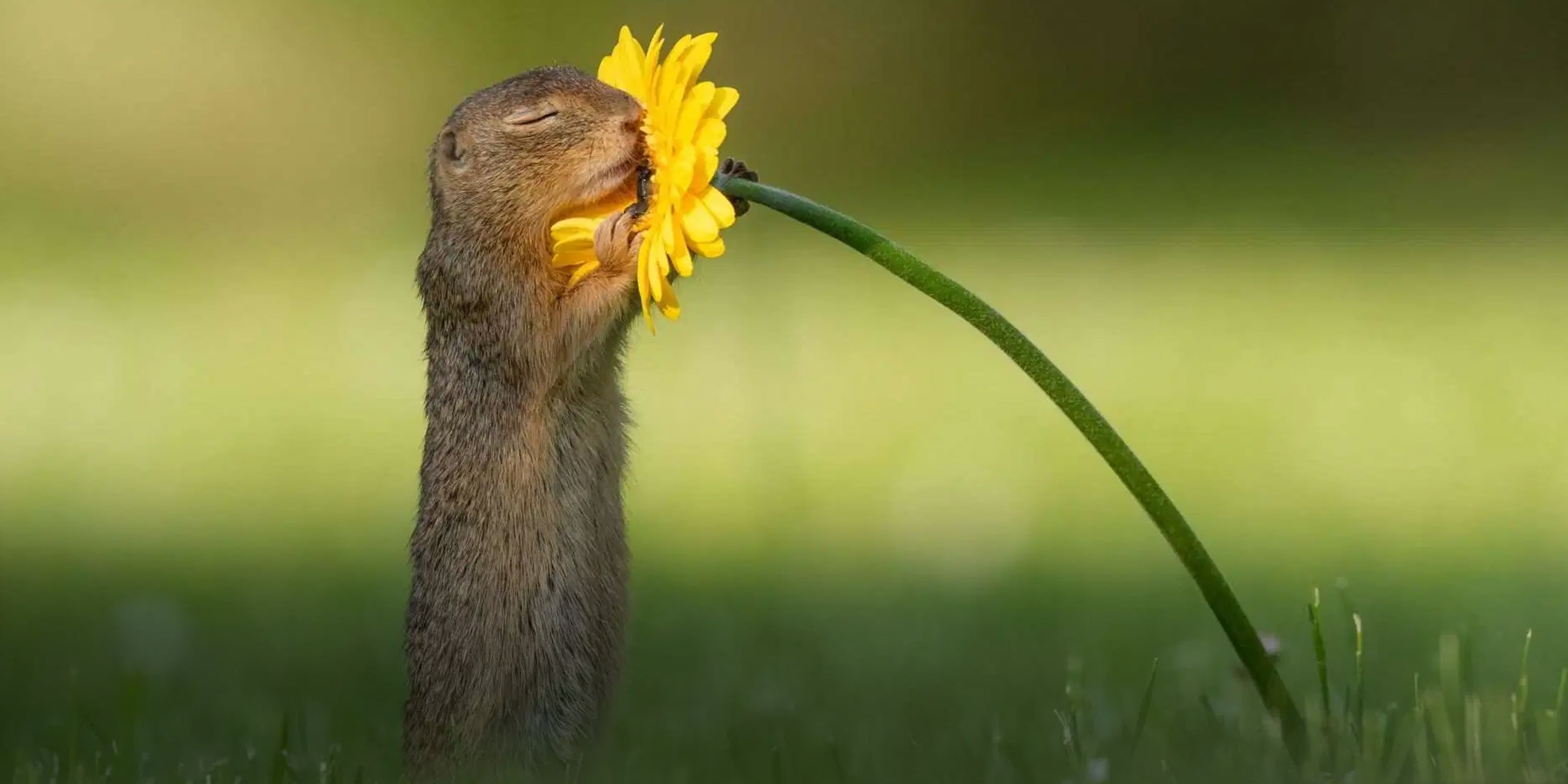 Dick maakte de mooiste natuurfoto van dit jaar!