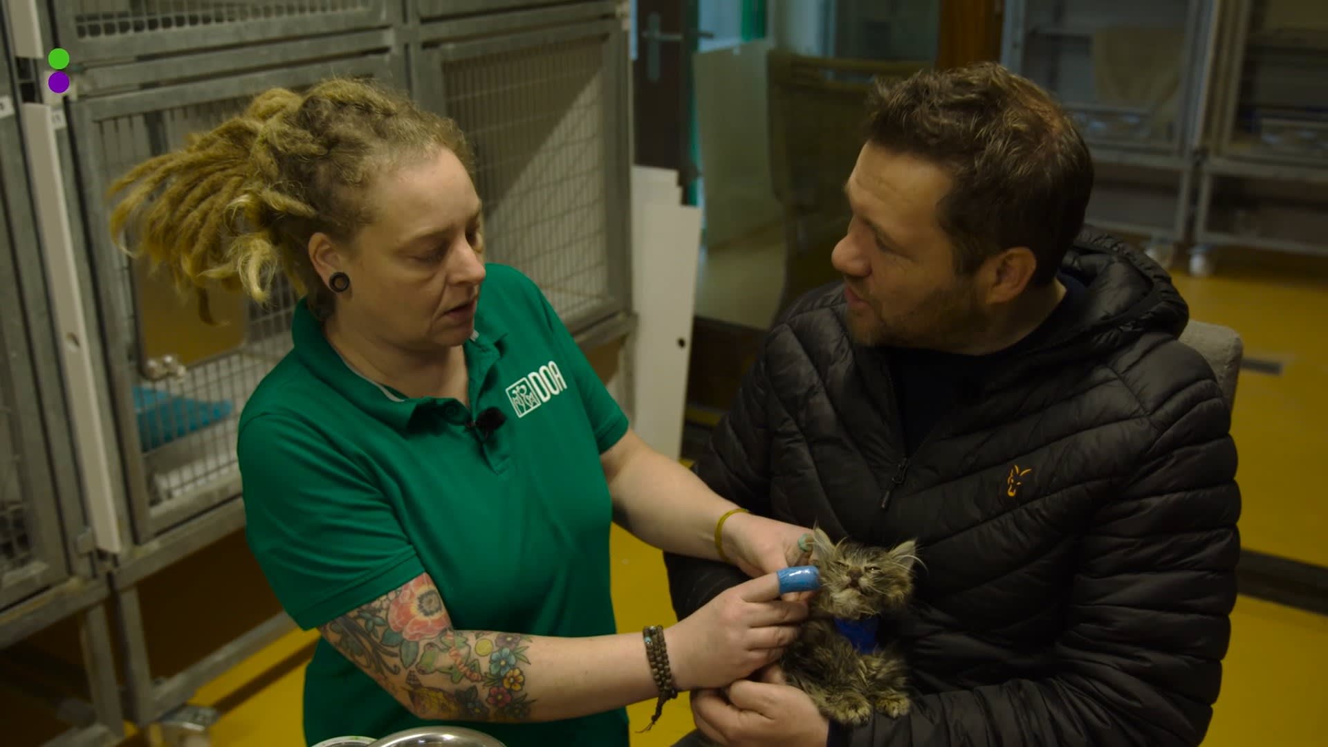 'Er komen honderden kittens binnen'