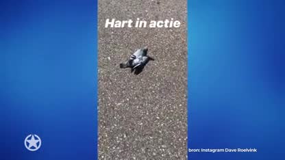 Dave Roelvink knokt voor leven duifje