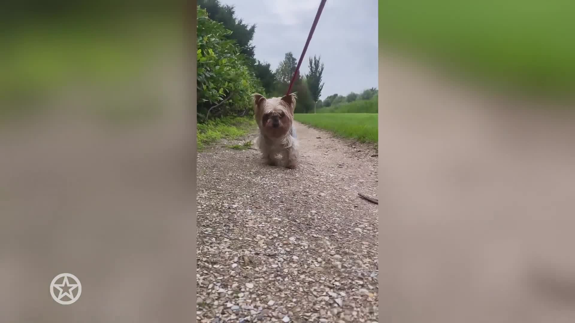 Hondje Bobbi Eden overleden