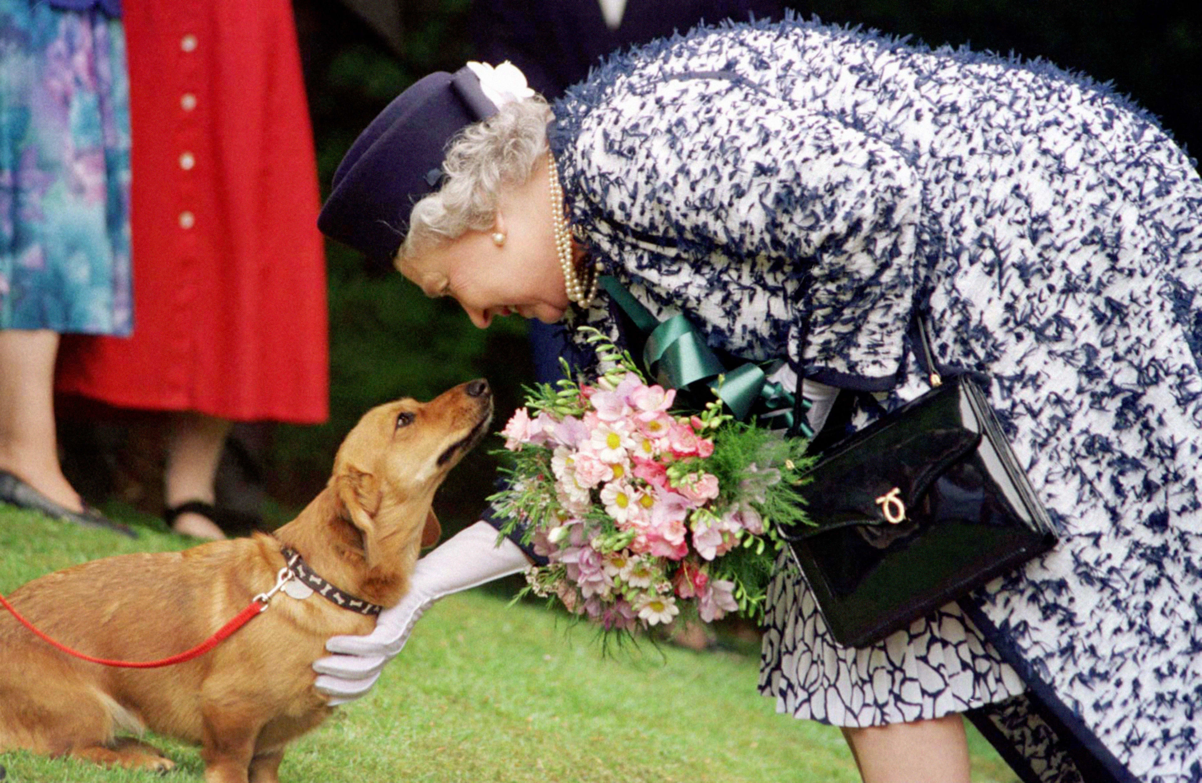 Corgi's Elizabeth gaan naar prins Andrew