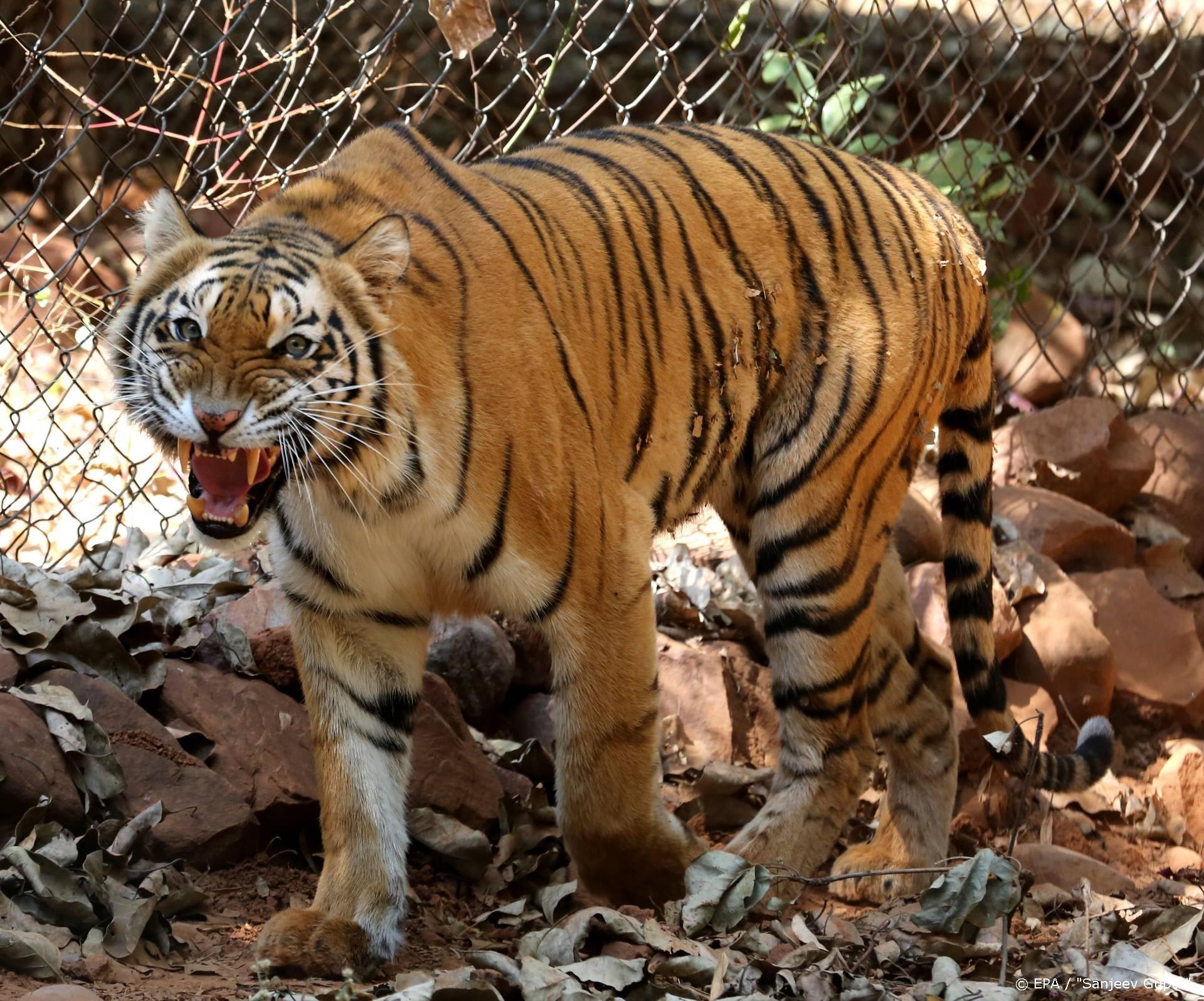 Meer dan 34 miljoen Amerikanen hebben Tiger King gezien