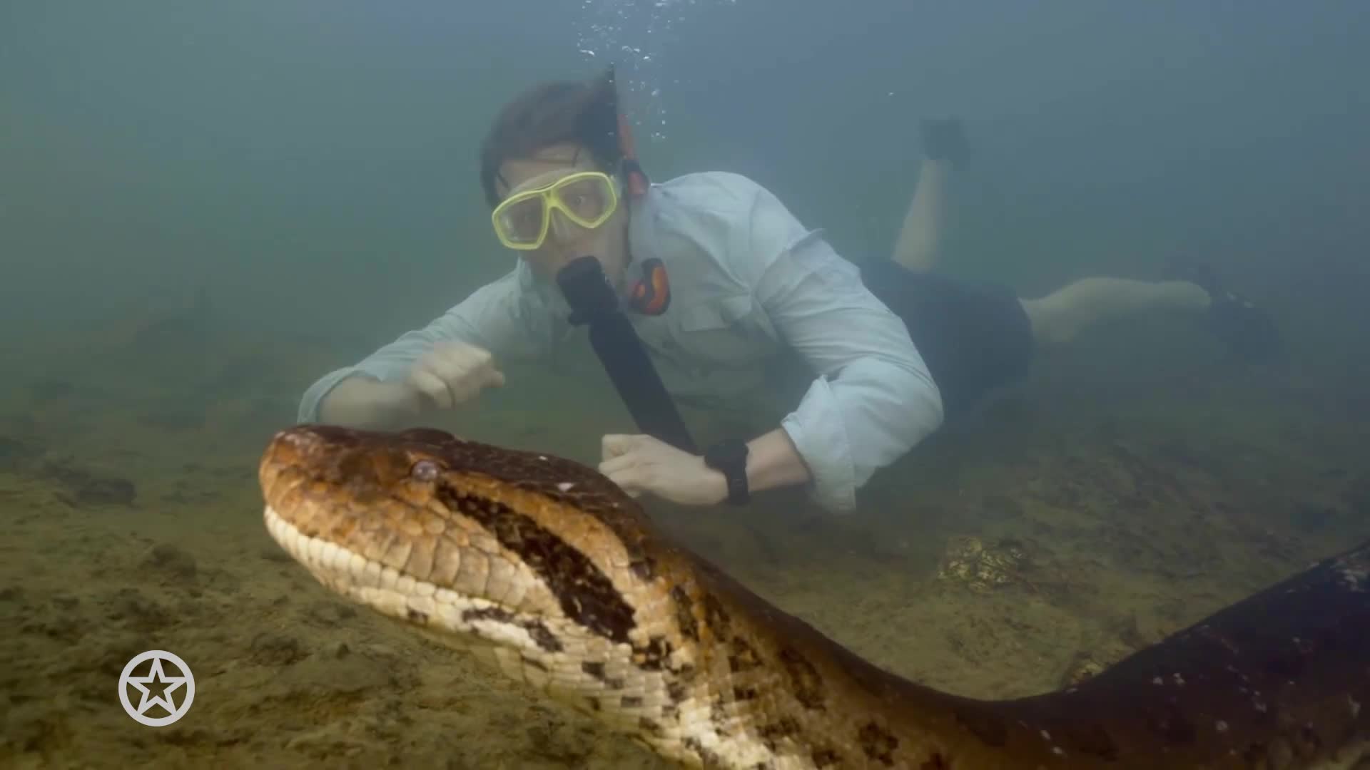 Freek Vonk zwemt met nieuwe anacondasoort