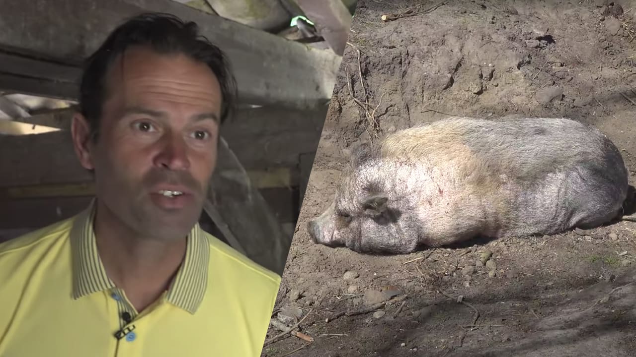 Bas geeft rondleiding op boerderij: 'Dit is Gijpie, die ligt alleen maar te zonnen!'