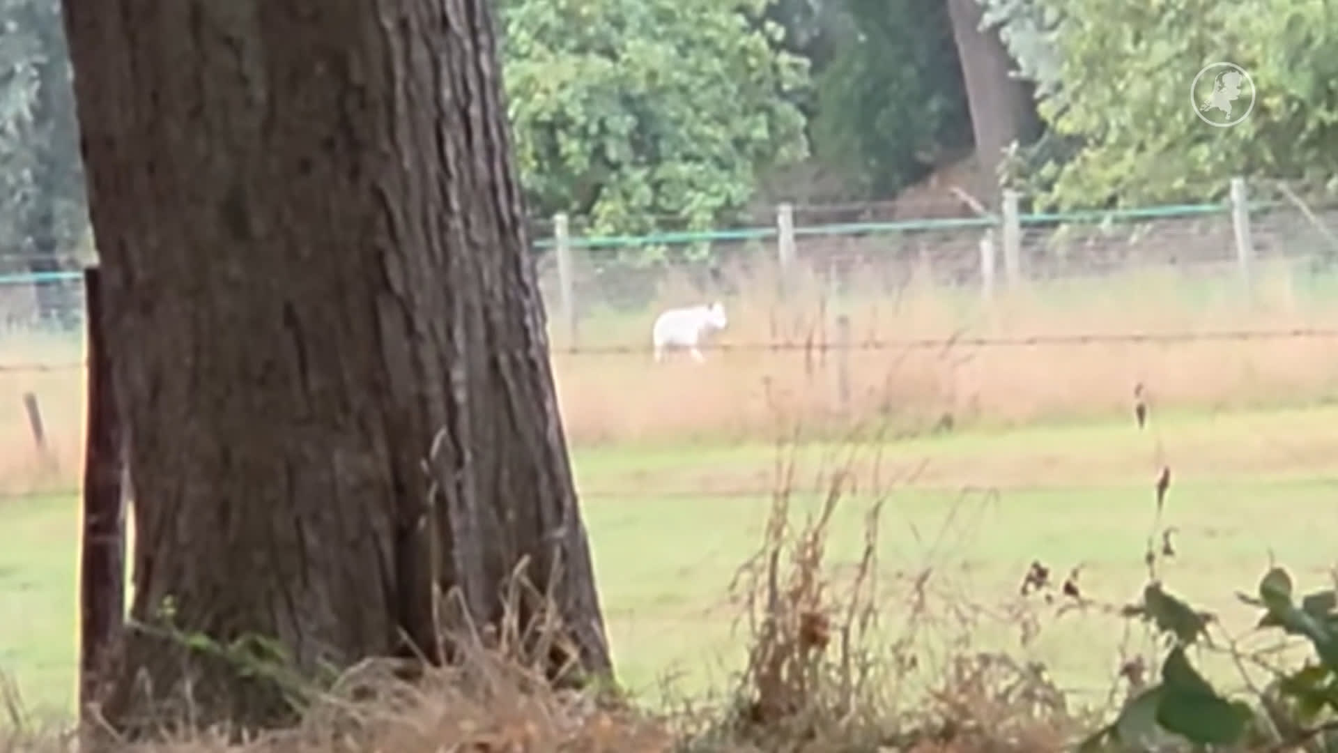 'Wolf' doodgeschoten na ontsnapping van locatie in Tegelen