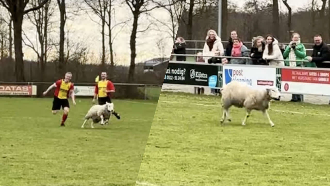 Video: amateurvoetballers jagen op schaap tijdens Friese derby