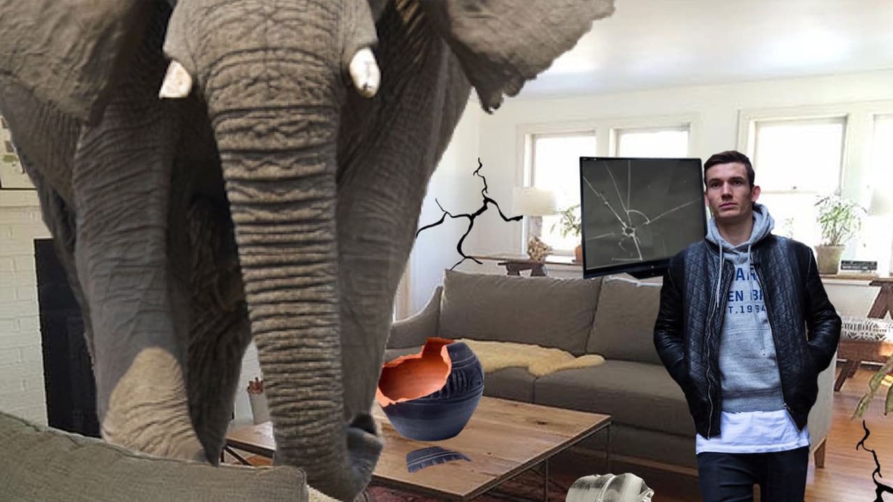 De Roon reageert geniaal op Memphis met foto van olifant in huiskamer