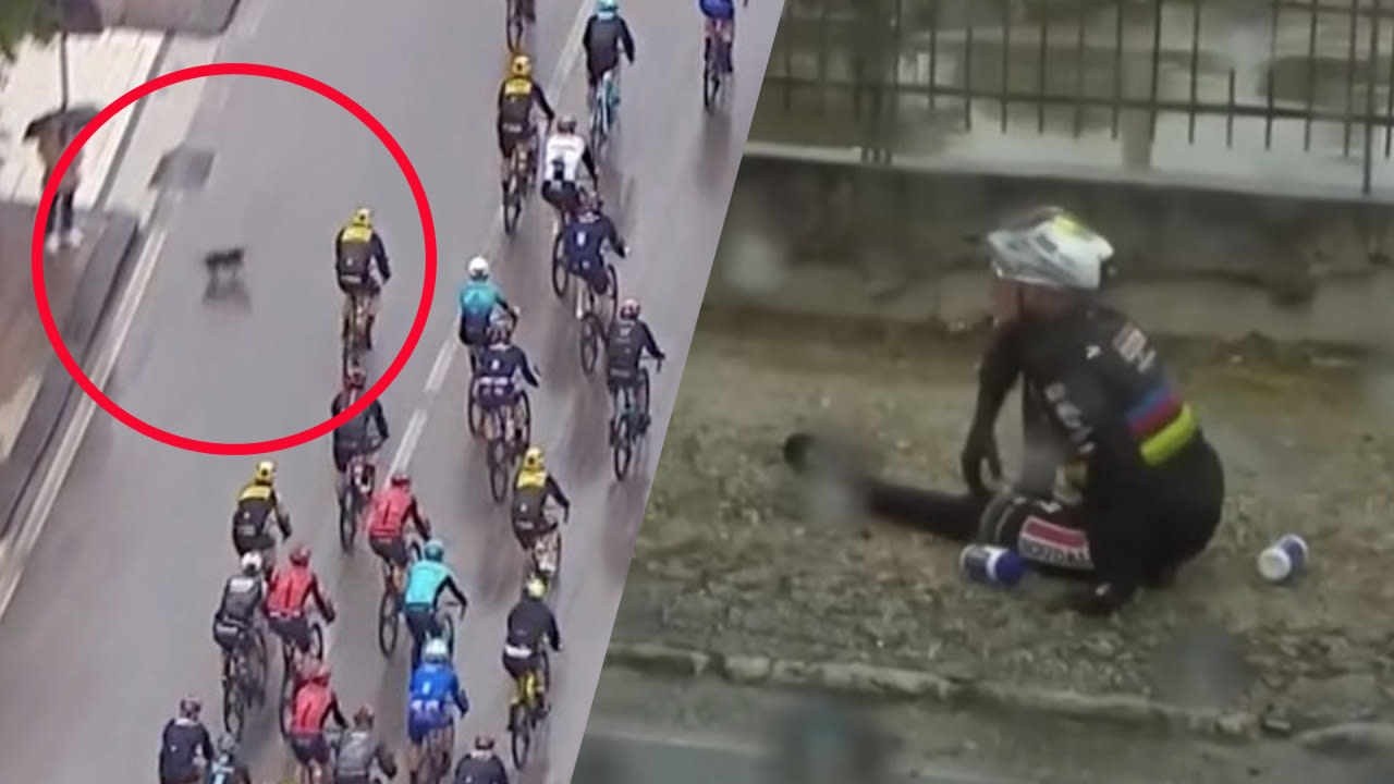 Video: Giro-favoriet Evenepoel hard ten val door loslopende hond