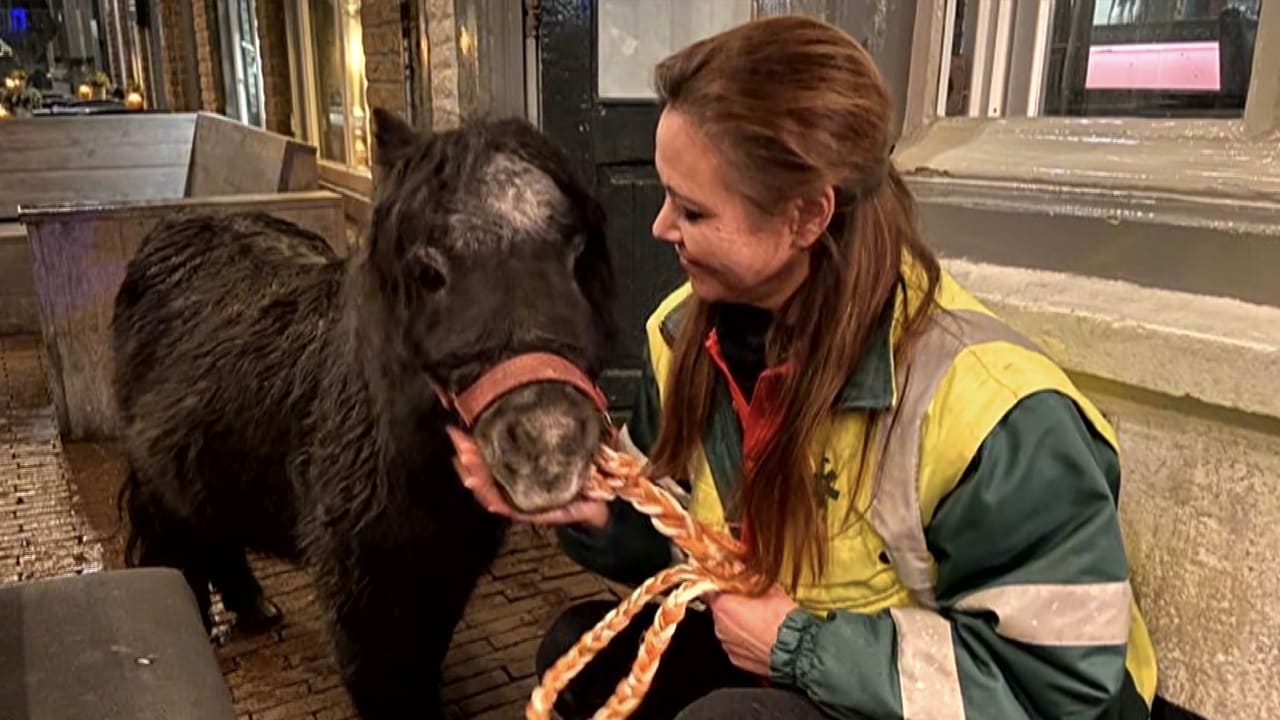 Pony op terras Den Bosch achtergelaten door dronken CDA-raadslid
