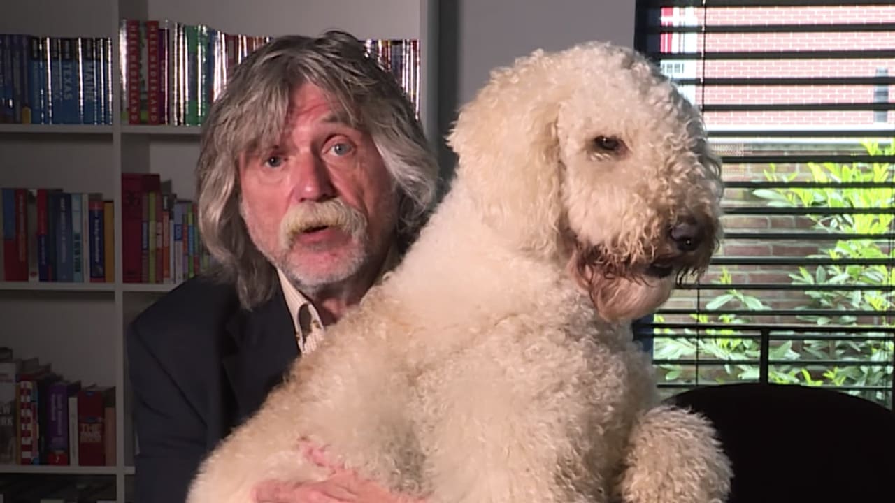 Labradoodle neemt in zijn eentje de trein naar Leiden