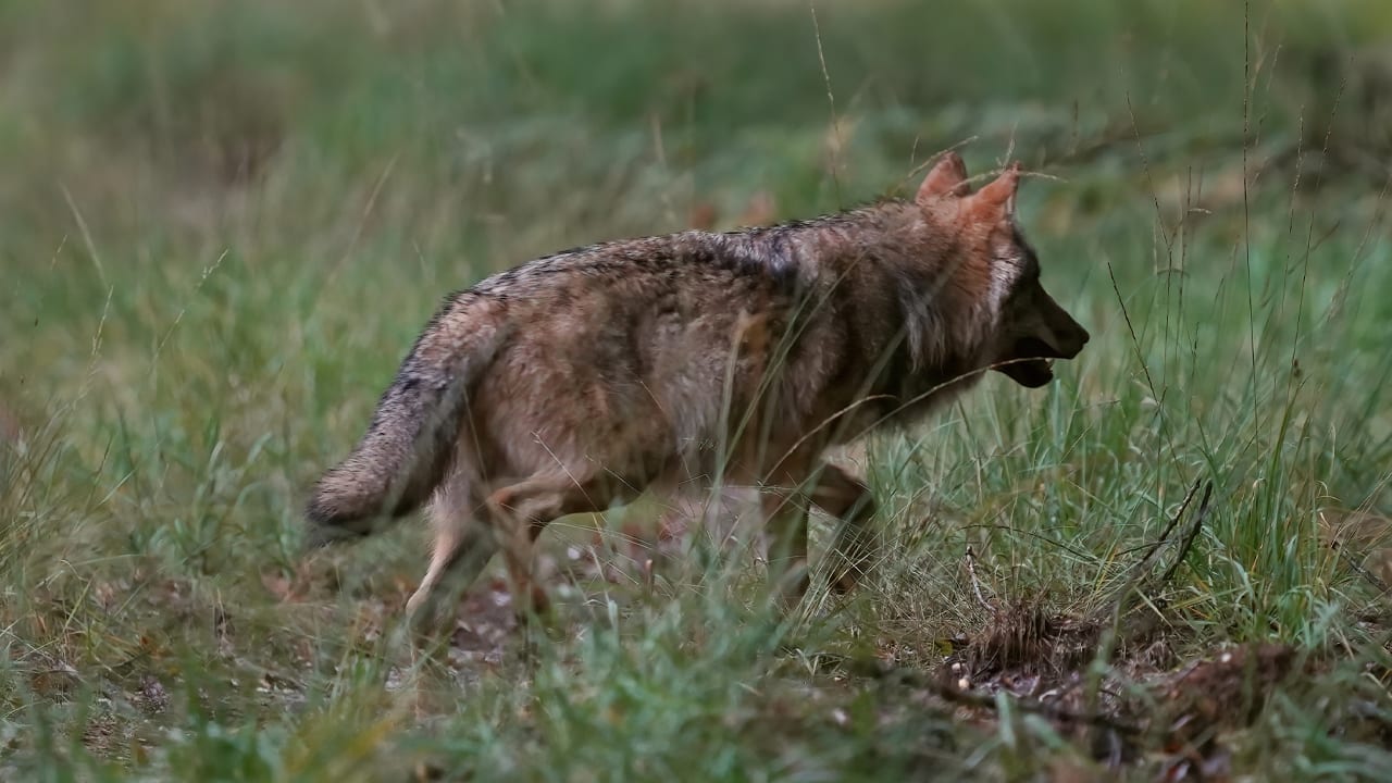 Wolf doodgereden door vrachtwagen op A2