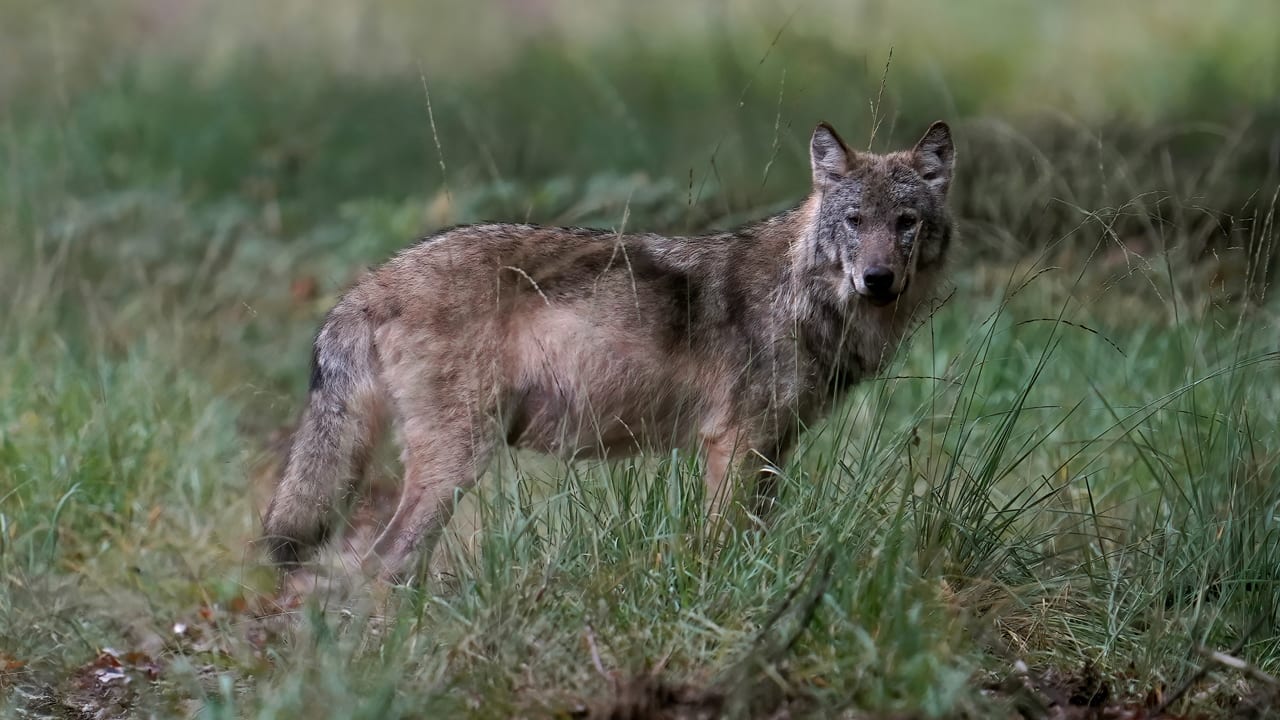 Europese Commissie wil bescherming wolf terugschroeven