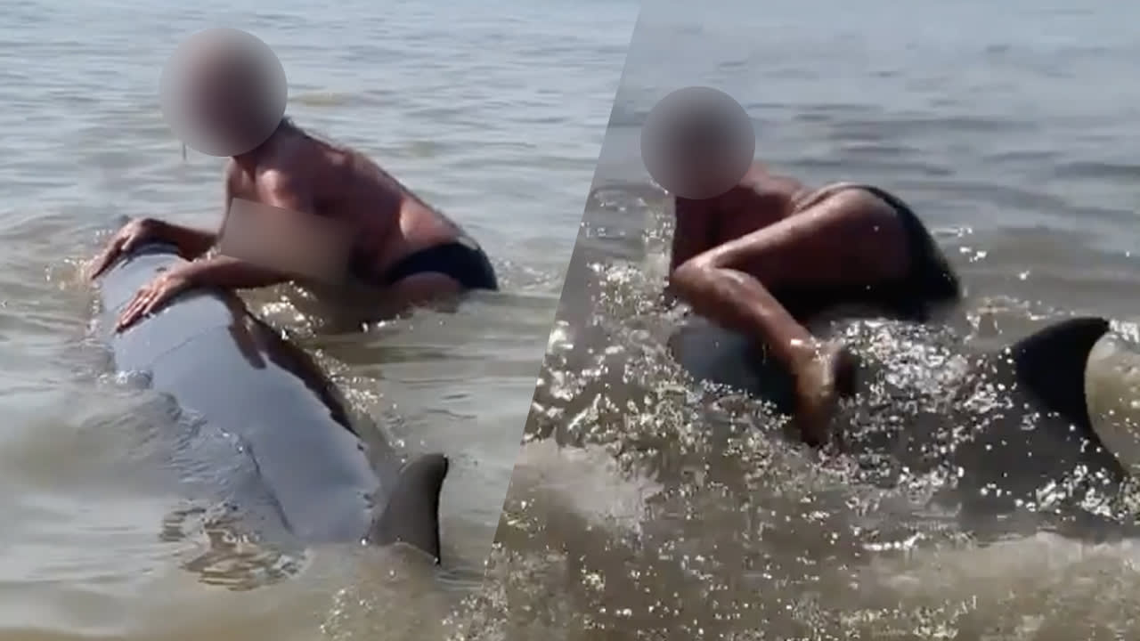 Vrouw die op dolfijn klom schrikt van bedreigingen: 'Was nooit haar intentie om dier pijn te doen'