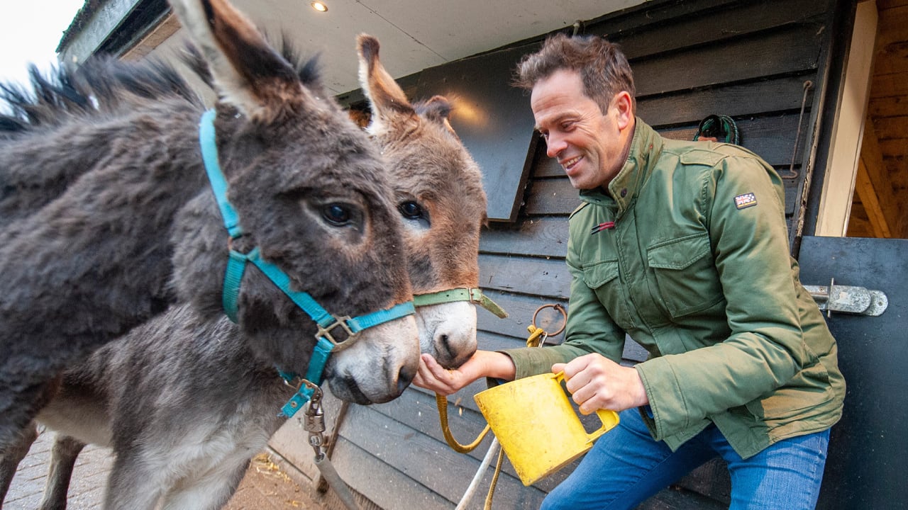 Ezels van Bas Nijhuis gaan EK-duels voorspellen: 'Ik heb zelfs één ezel met een haarband!'