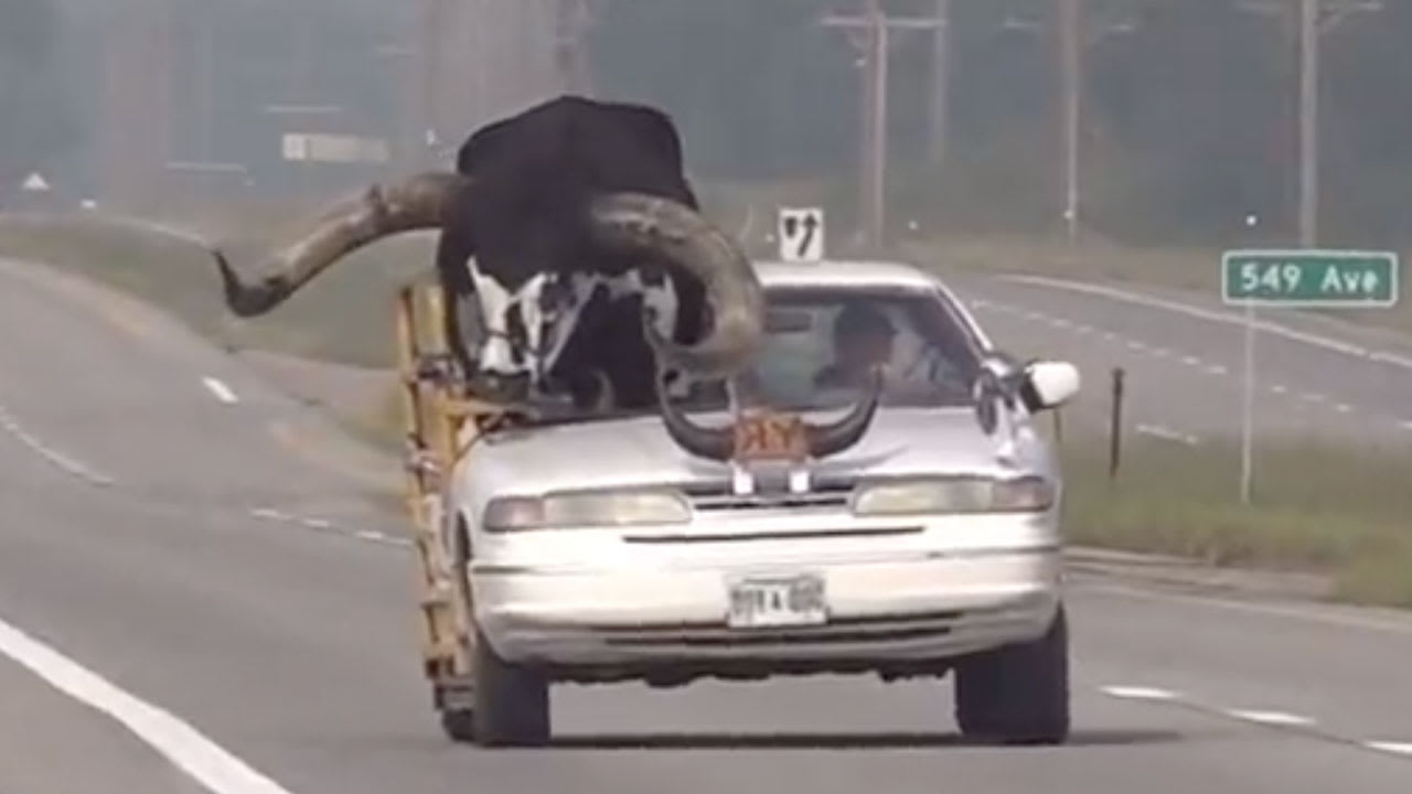 Video: Man van de weg gehaald met enorme stier op de bijrijdersstoel