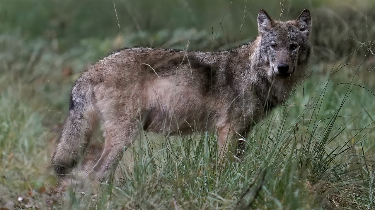 Wolf mag bij acuut gevaar meteen gedood worden