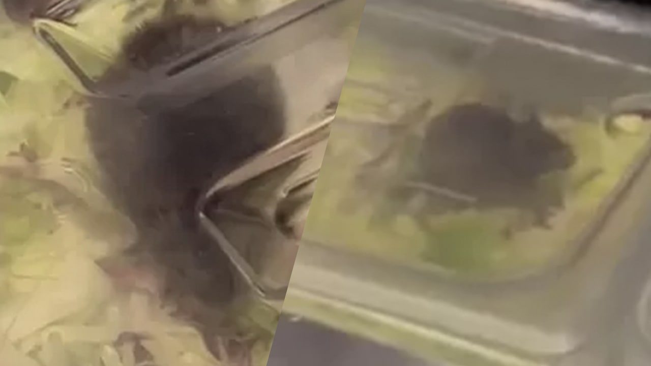 Video: Rat tussen de slabakken bij Grieks restaurant in Mall of the Netherlands