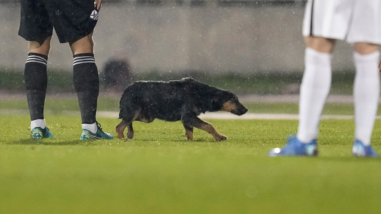 ZIEN: hond poept op veld tijdens warming-up Conference League-wedstrijd
