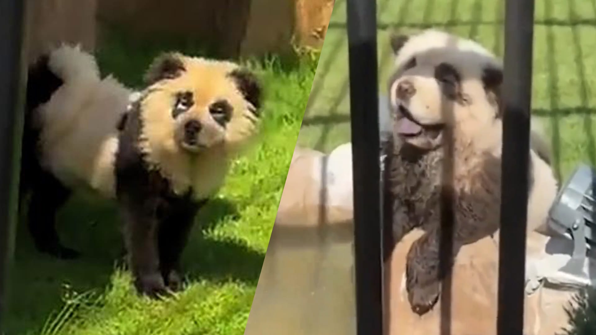 Chinese dierentuin geeft toe: onze 'panda’s’ zijn geverfde honden 