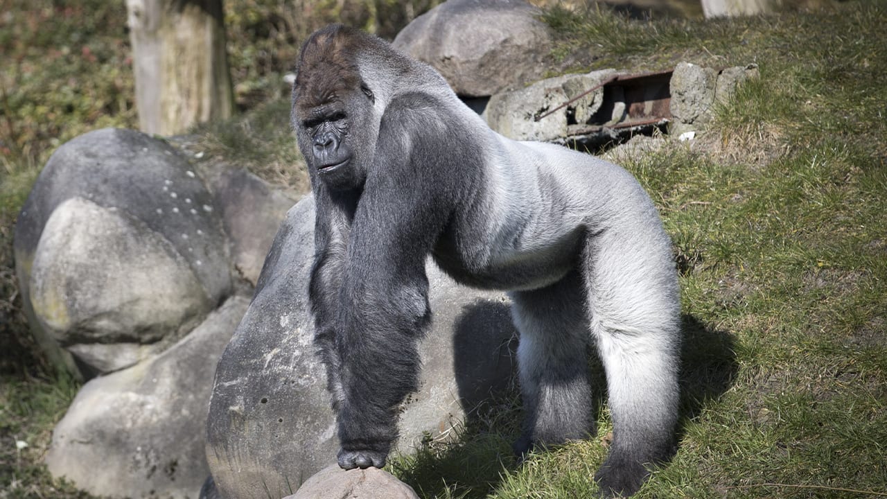 Wereldberoemde gorilla Bokito overleden in Diergaarde Blijdorp