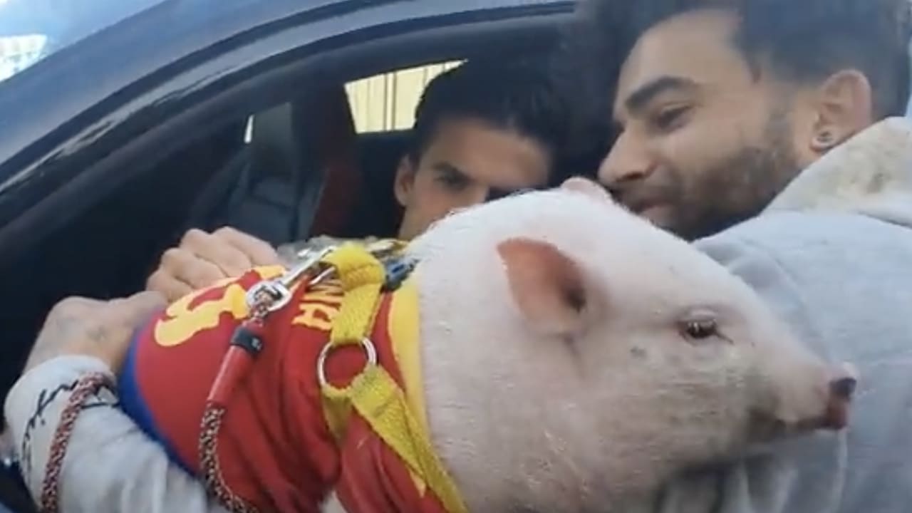 Supporter vraagt Barça-middenvelder handtekening op varken(!) te zetten