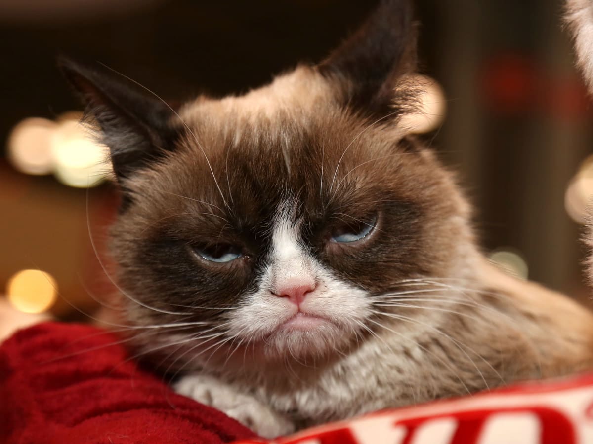 Deze dieren gingen viral en zijn nu nog steeds leuk!