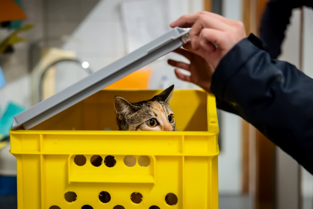 Kitten in kratje gedumpt bij afvalcontainer Den Haag