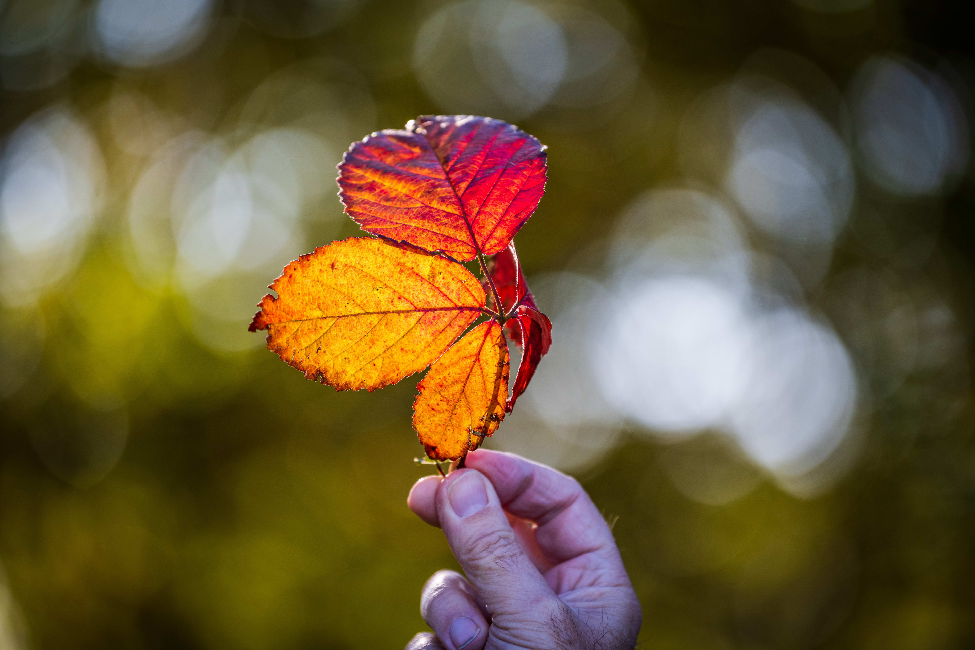 Wisselvallig weekend: fris herfstweer, maar ook ruimte voor de zon