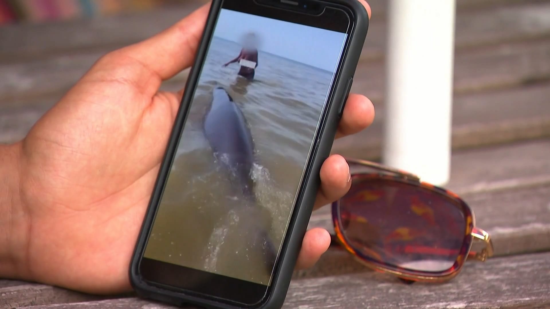 Dani filmde bizarre actie van vrouw die op dolfijn klom: 'Je hoorde gelijk mensen schelden'