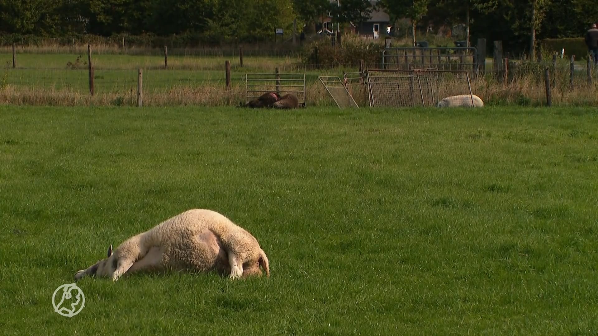 Wolf bijt helft schapenkudde dood op Veluwe: 'Dit nog nooit meegemaakt'