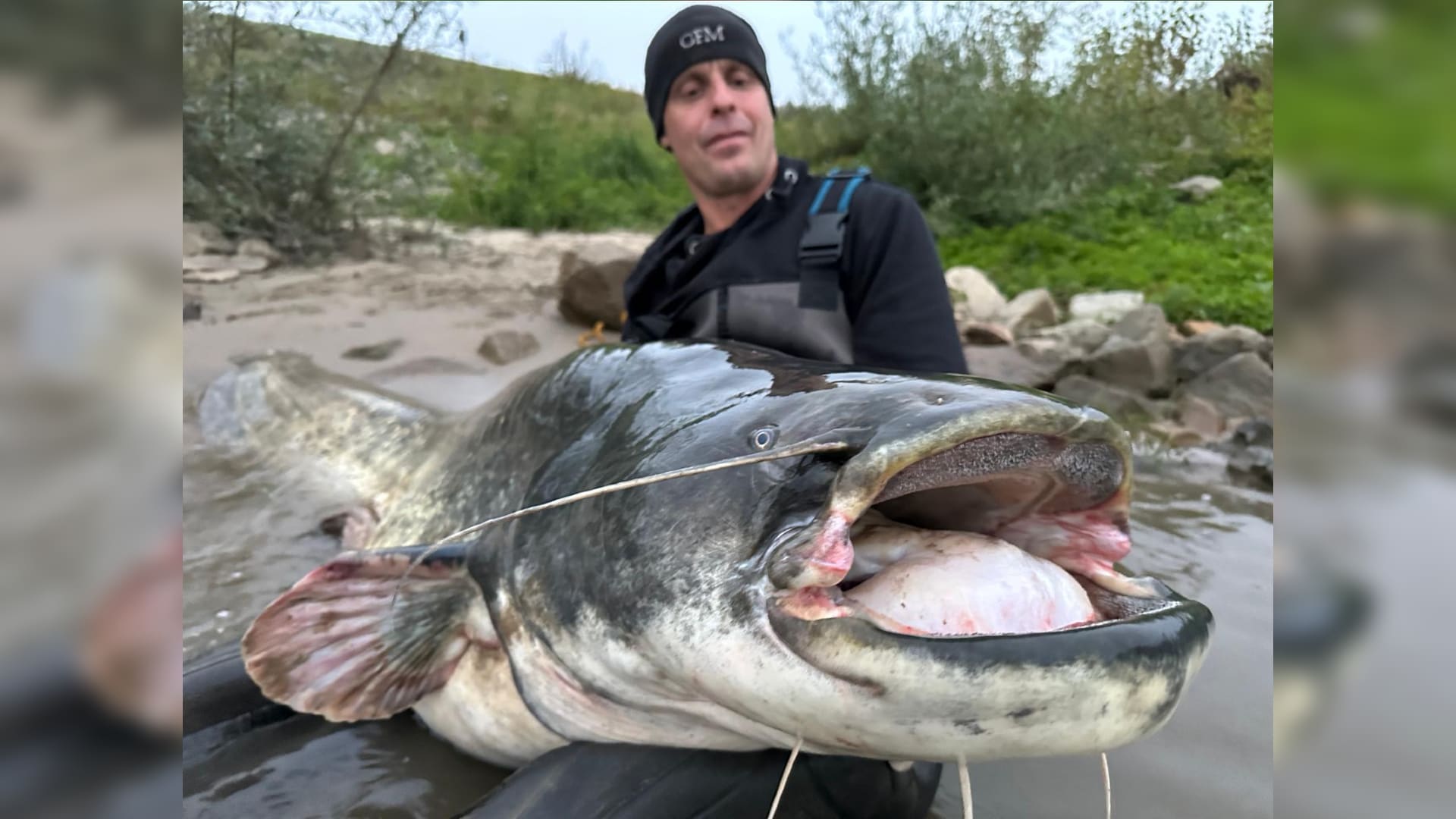 Visser Paul breekt record: gigantische meerval van bijna 2,5 meter gevangen