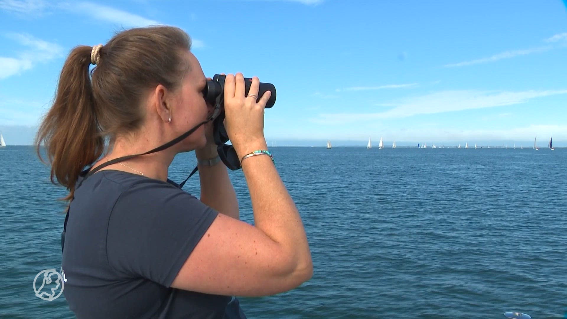 Mee walvissen tellen in de Noordzee? 'Ze zijn moeilijk te spotten'