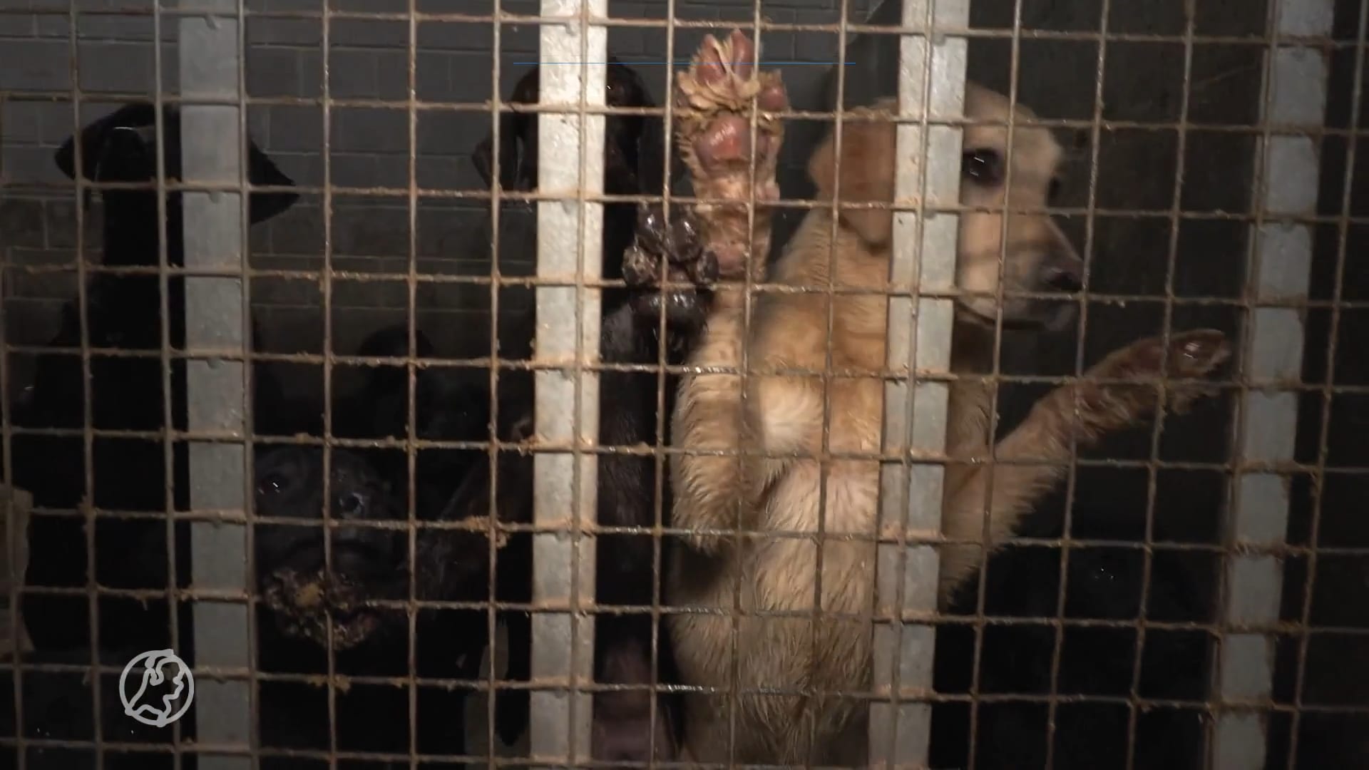 Gemeente dreigt honden zelf weg te halen bij horrorfokker Eersel