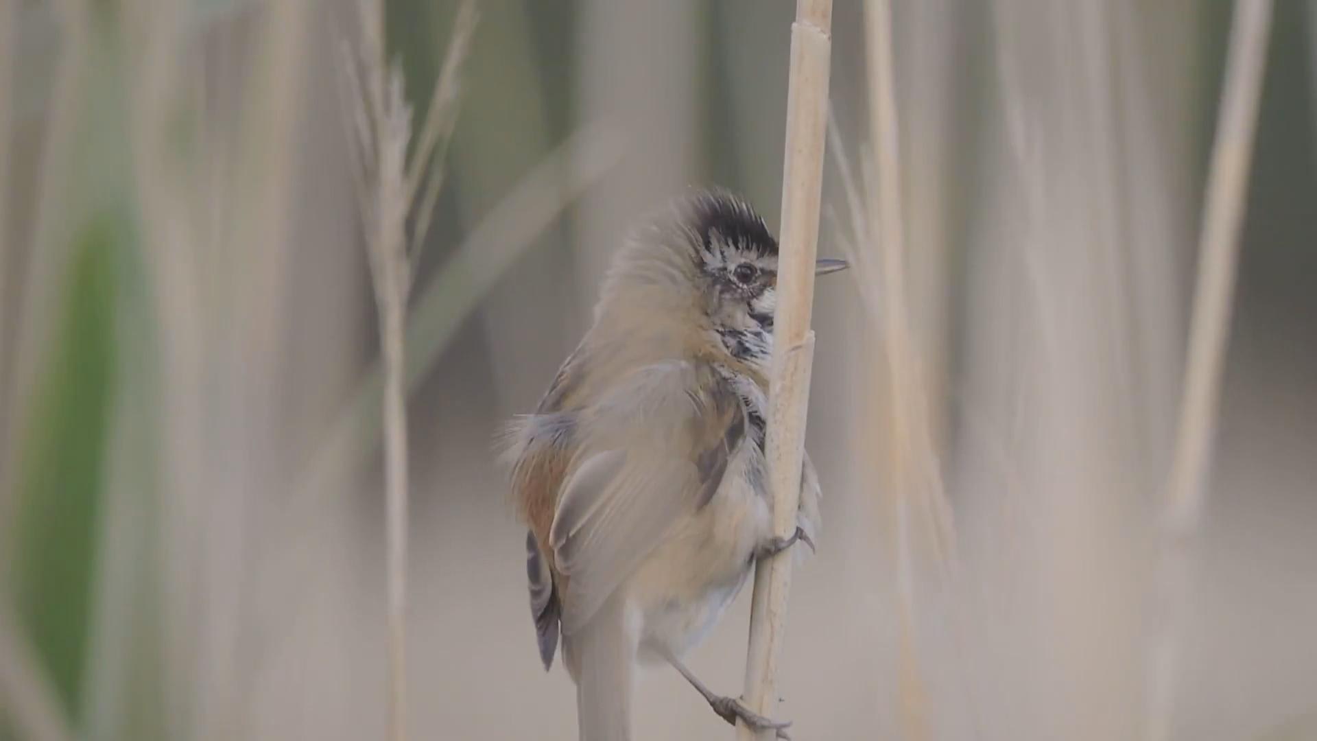 Vogelspotters massaal op de been voor zeldzaam vogeltje: 'Horen is al scoren' 