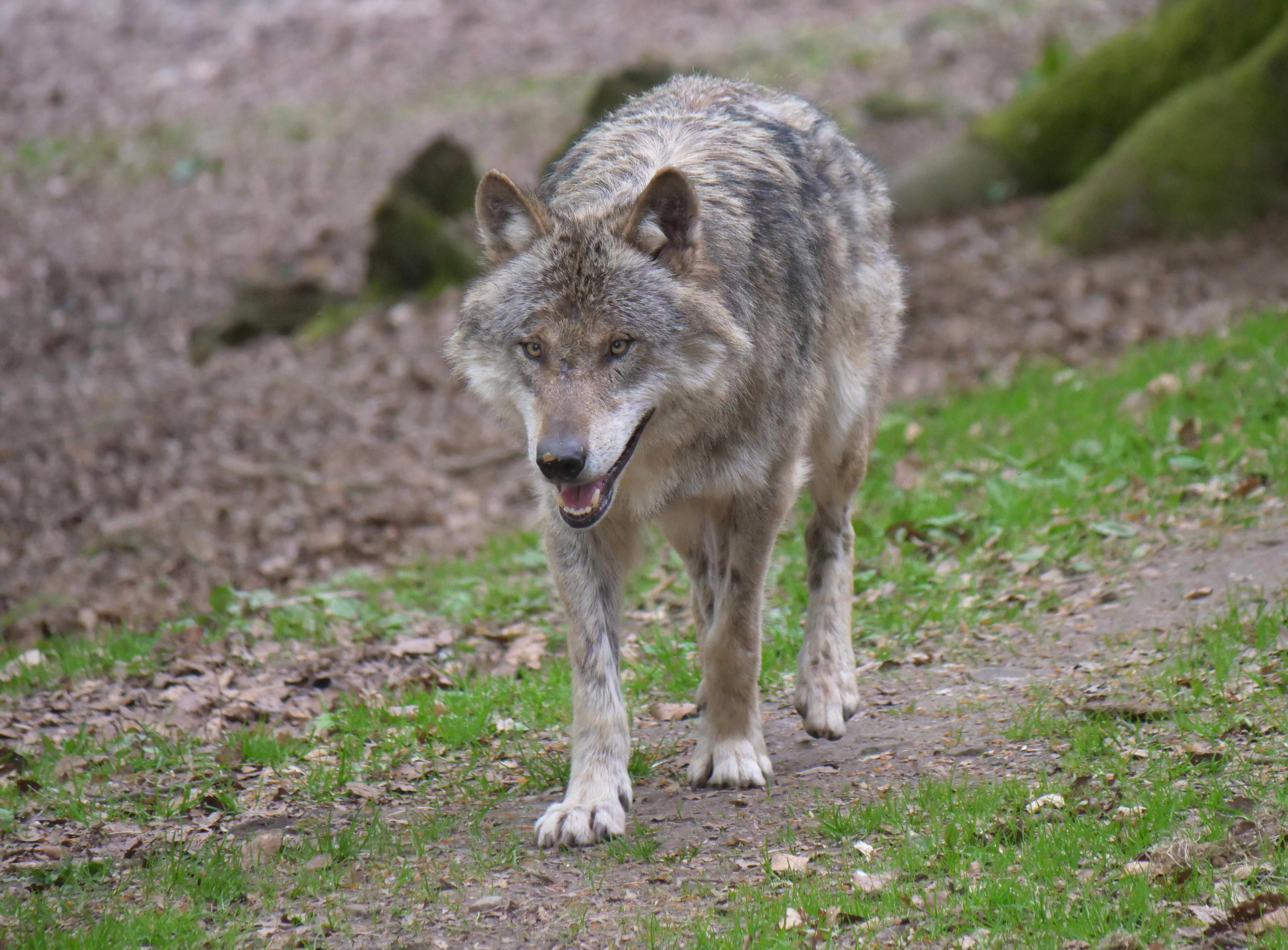 Wolf op Utrechtse Heuvelrug? 'Het is te laat, ik heb begin april al aan bel getrokken'