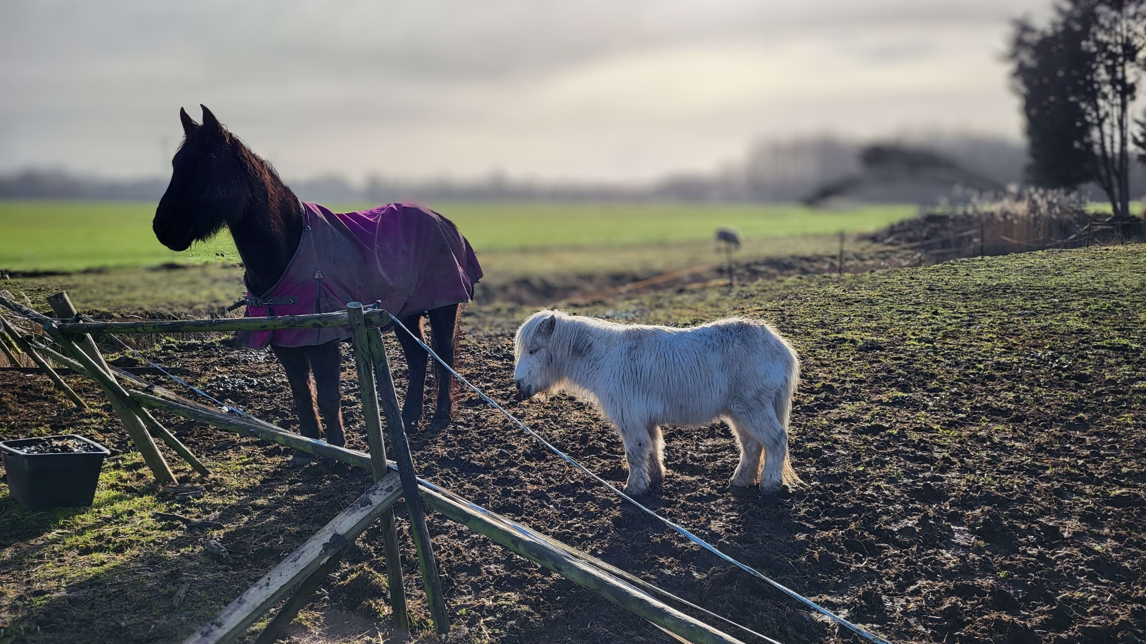 Verwaarloosde paarden, schapen en twee pony's in beslag genomen in Krimpenerwaard