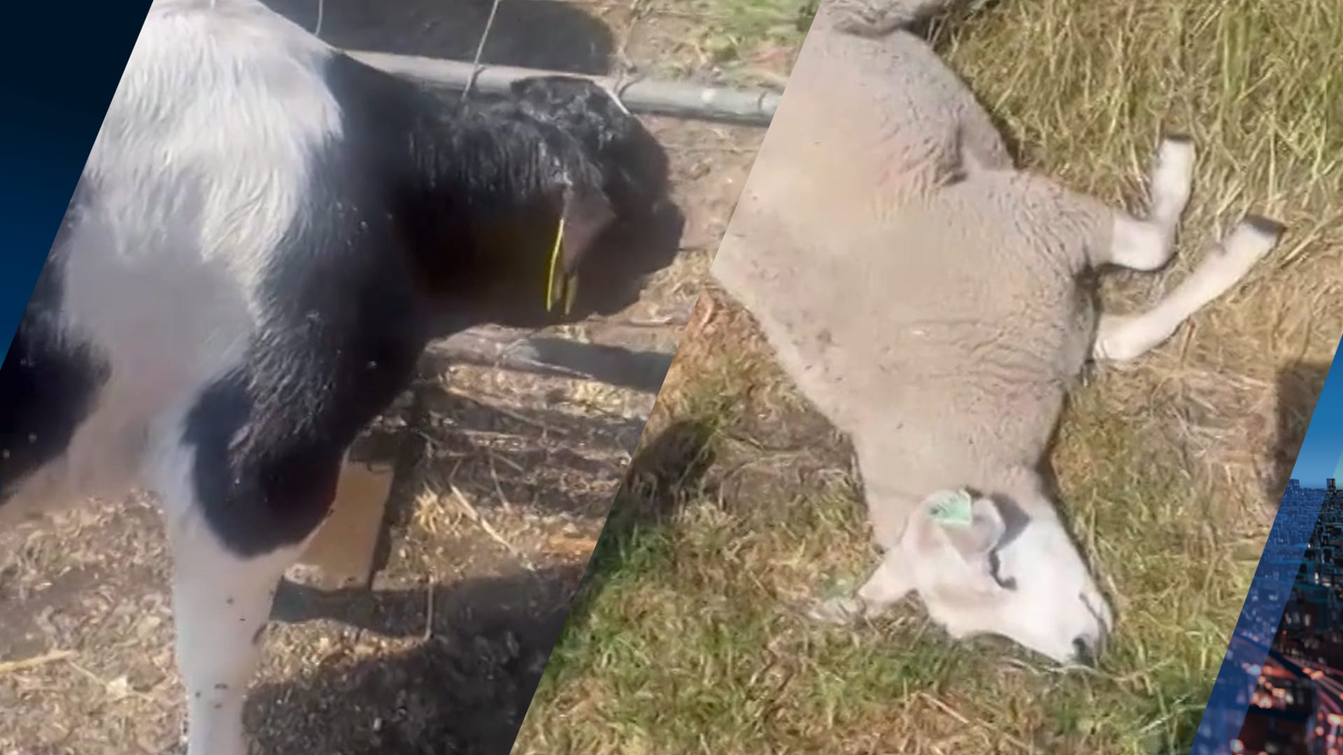 Schaap voor dood achtergelaten in hitte, oververhit kalfje gered door omstanders