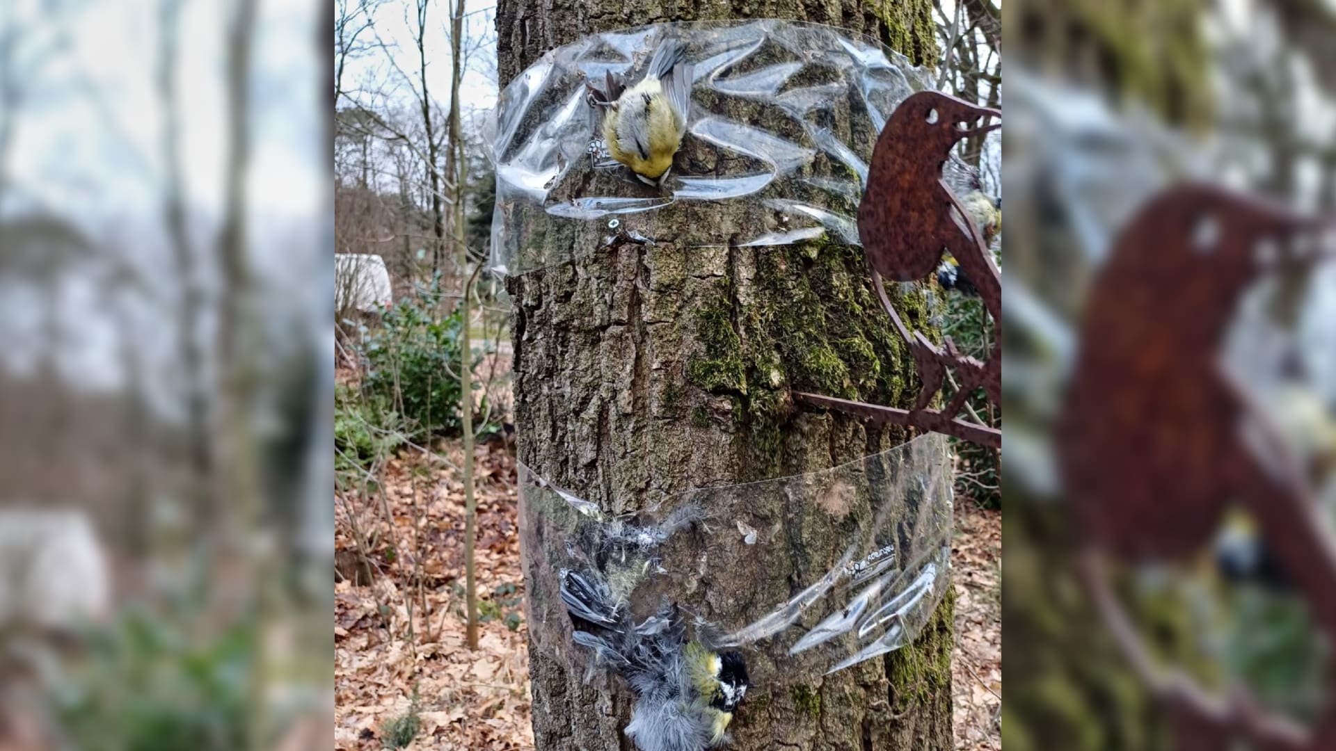 Pimpelmeesjes met plakfolie vastgemaakt aan een boom: 'Walgelijke actie'