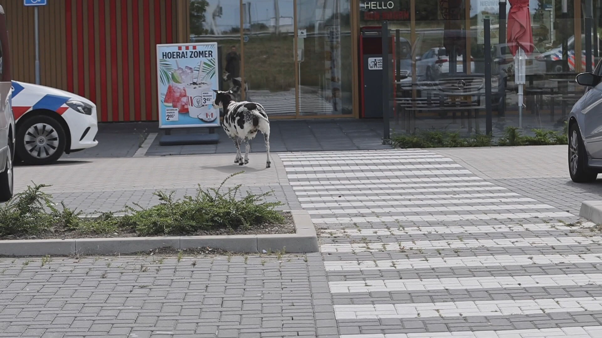 Hongerig schaap gaat door drive-thru van KFC en houdt politie flink bezig