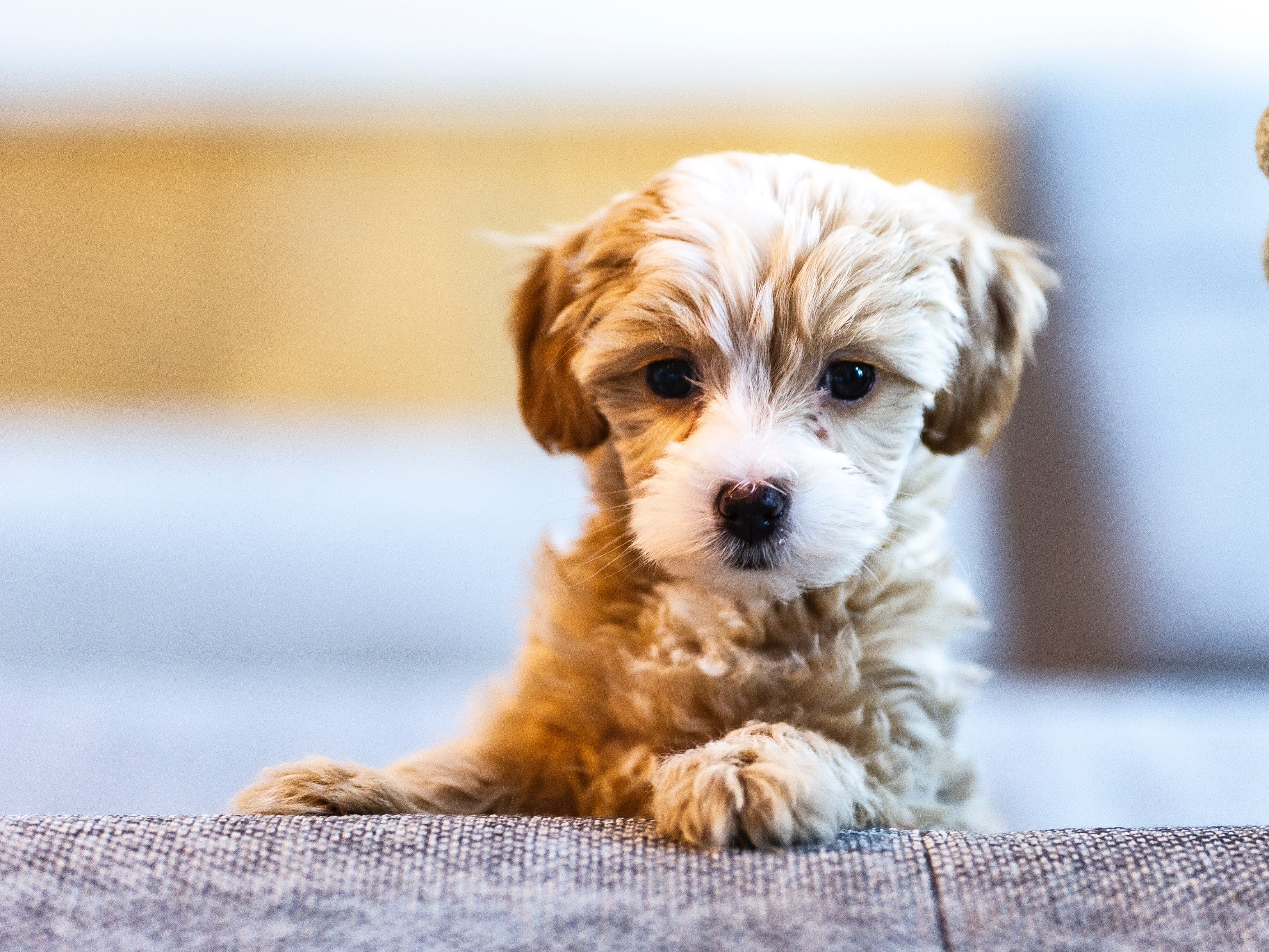 Illegale puppyhandel harder aangepakt: 'Loopt de spuigaten uit'