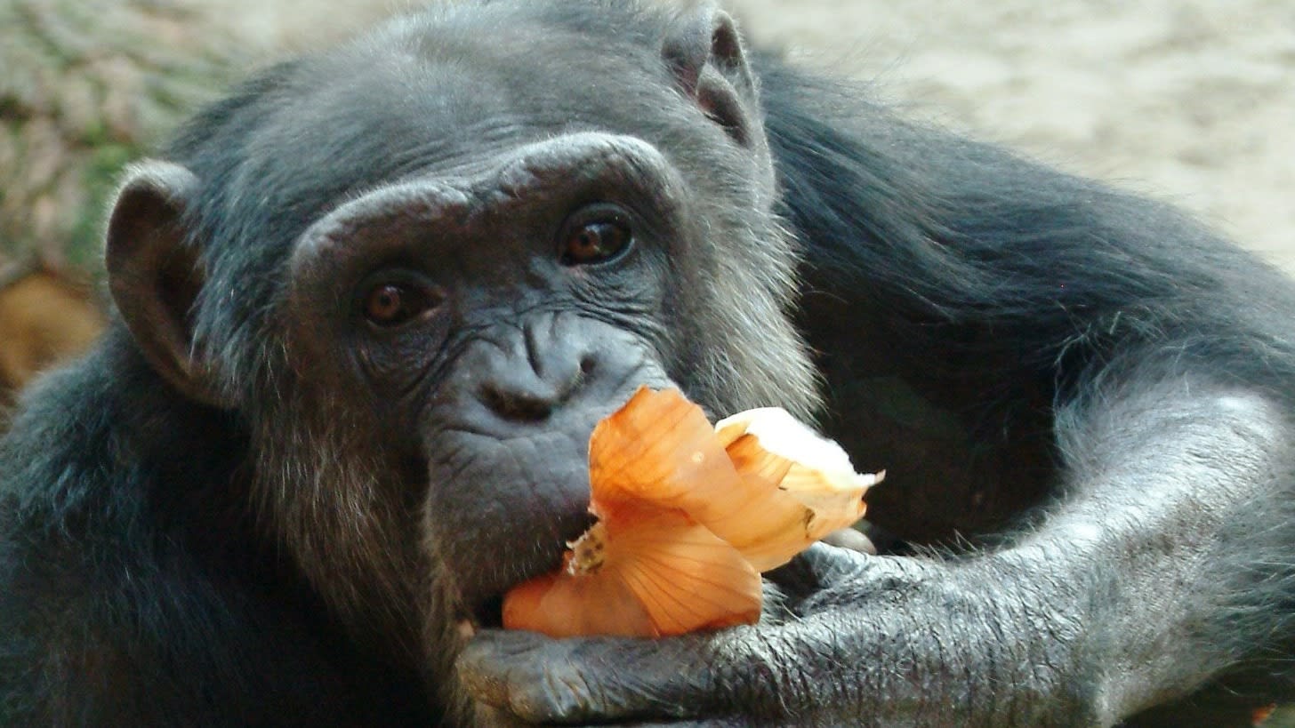 Oudste chimpansee (56) DierenPark Amersfoort overleden