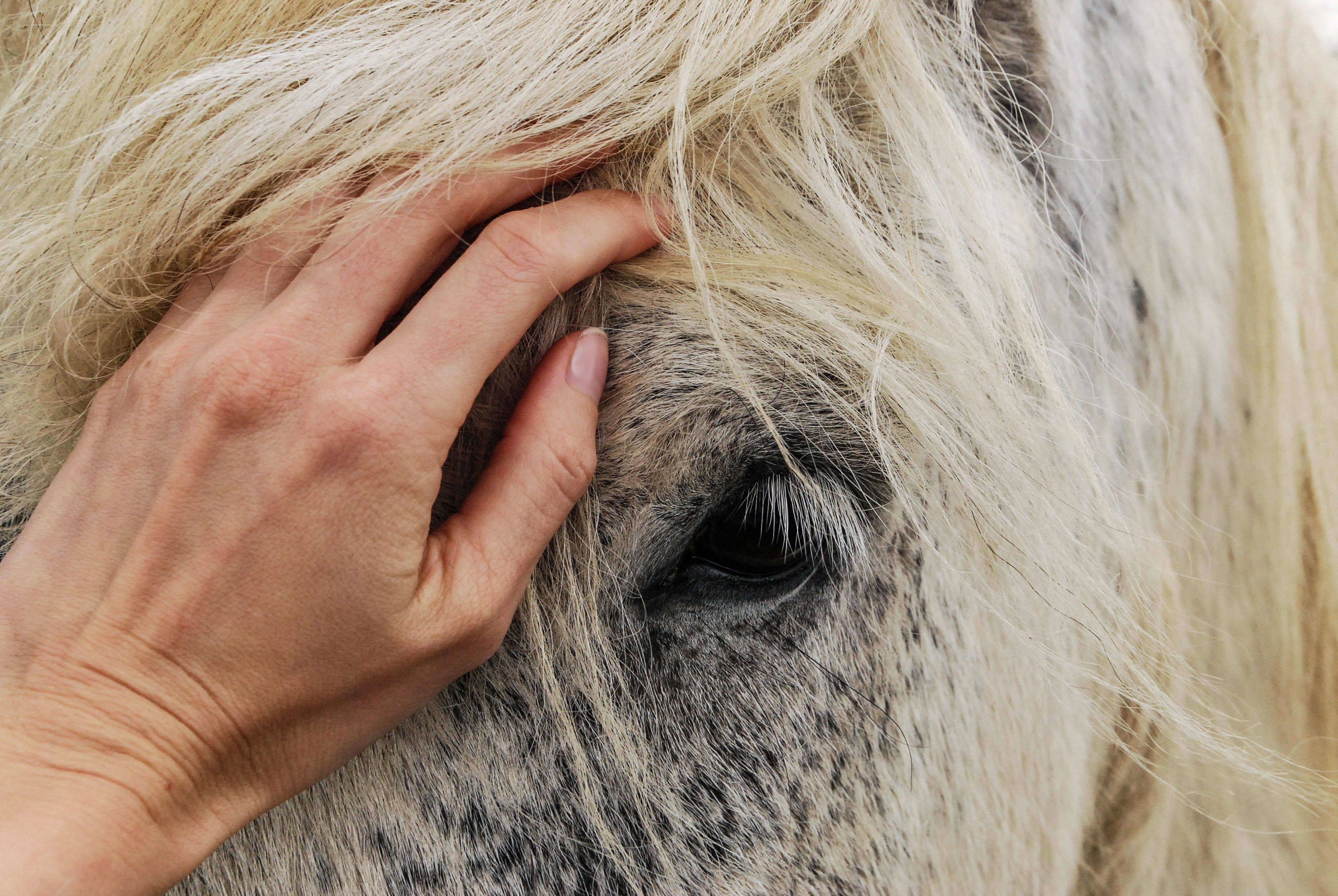 Zwaar verwaarloosde pony niet meer redden, euthanasie enige optie