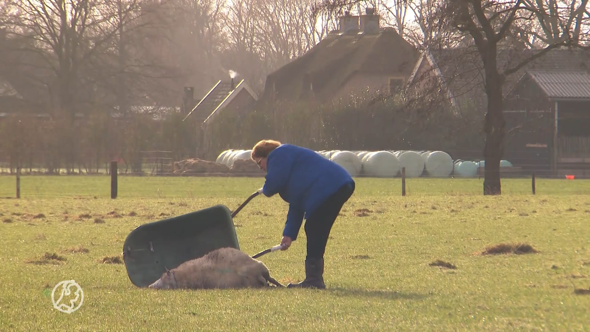 Bang voor de wolf, Geritta's schapen voor de derde keer aangevallen