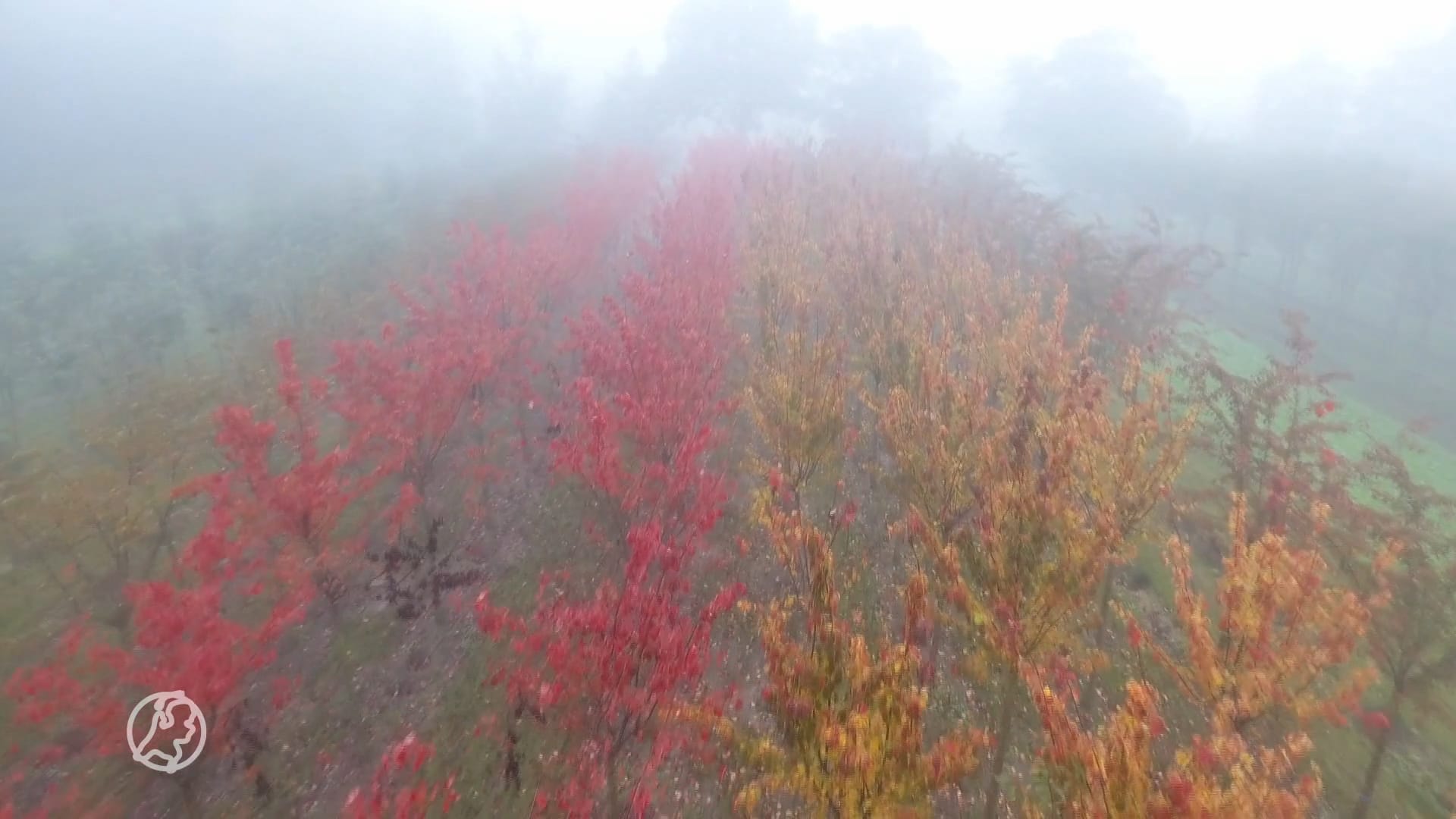 ZIEN (of juist niet): enorm dichte mist in Nederland