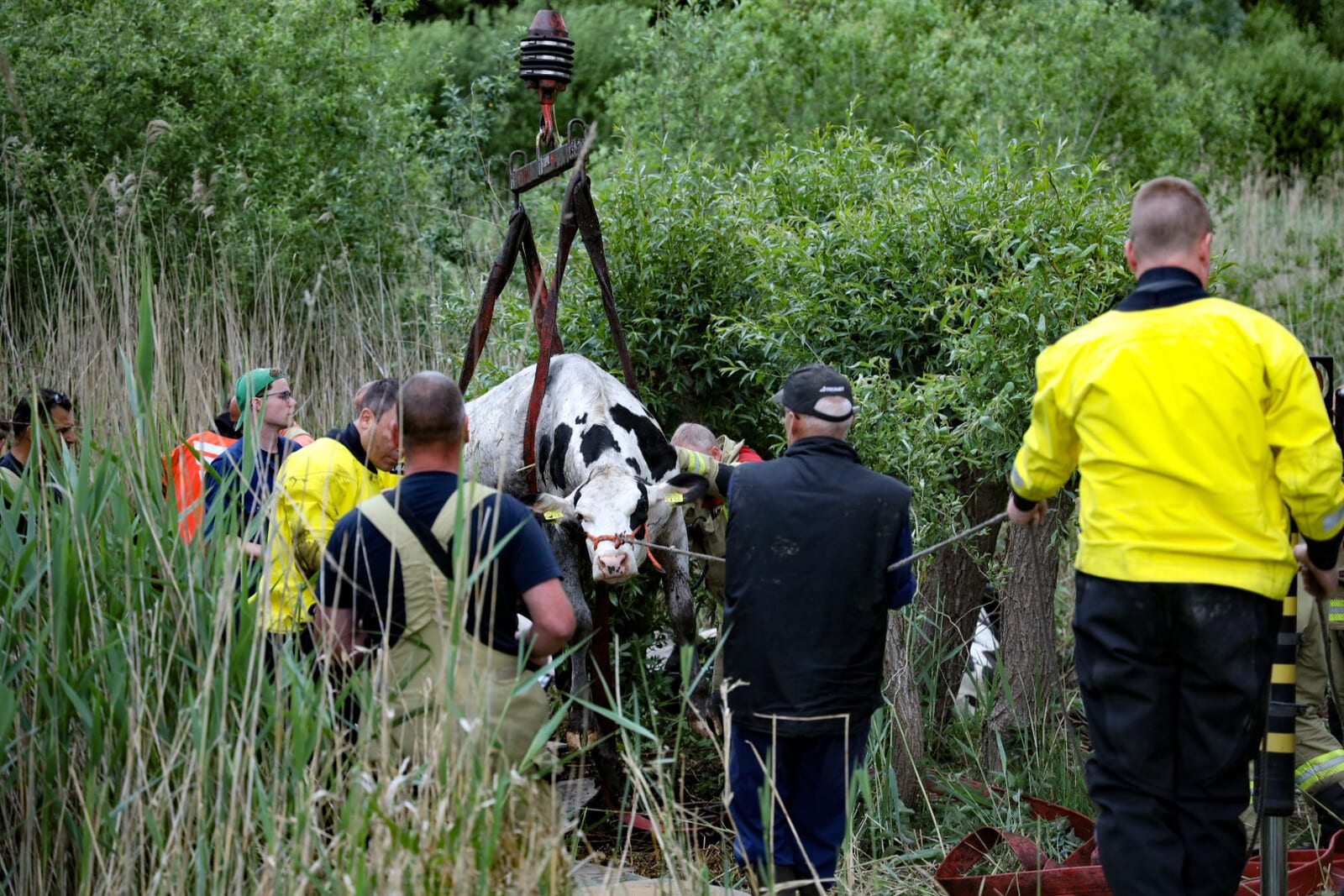 Brandweer probeert koeien te redden uit moeras Doesburg