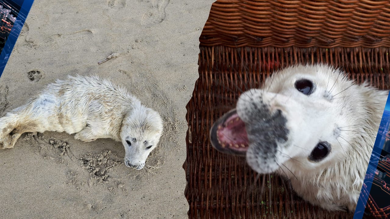 Piepjonge zeehondenpup gered op strand in Noordwijk