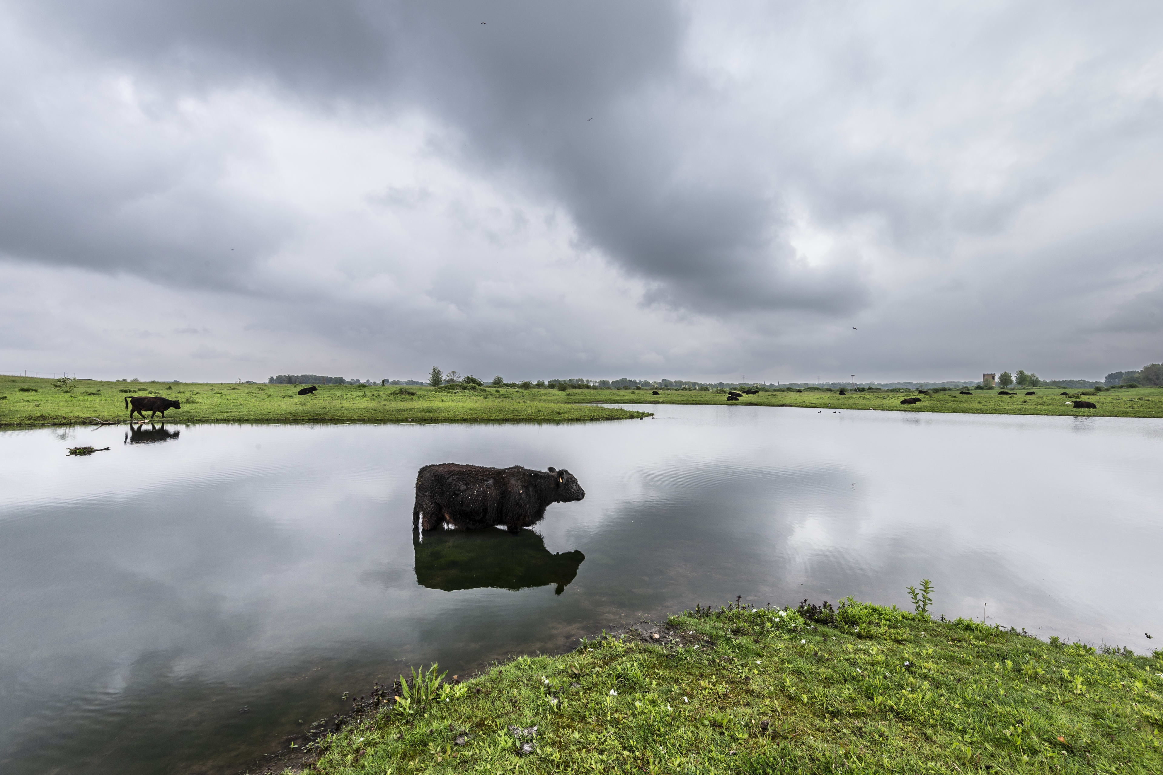 Stier ingesloten door hoog water, buurt bezorgd: 'Wordt aan zijn lot overgelaten'