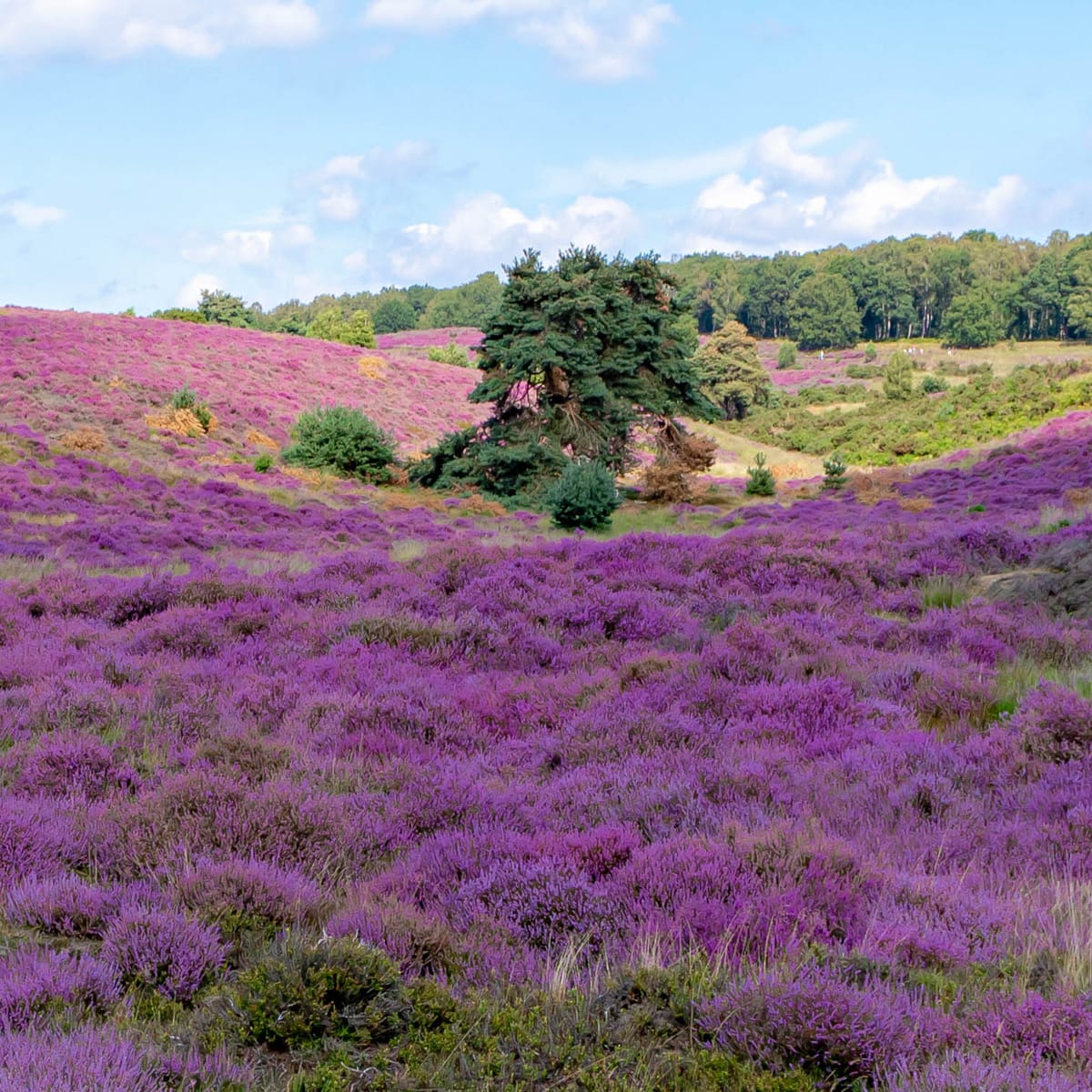 Gelderland